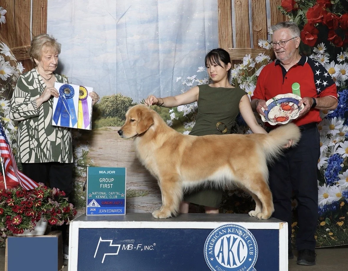 Golden Retriever receiving a dog show award on an American Kennel Club podium with three handlers
