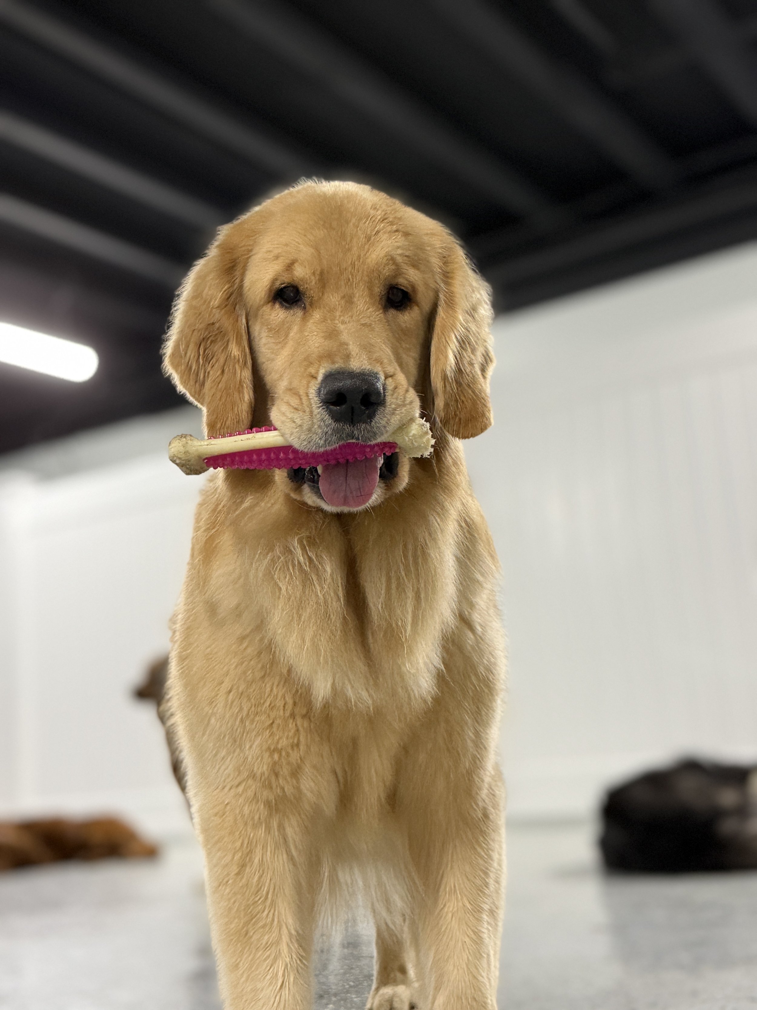 Golden retriever puppy holding a pink chew toy and bone in its mouth