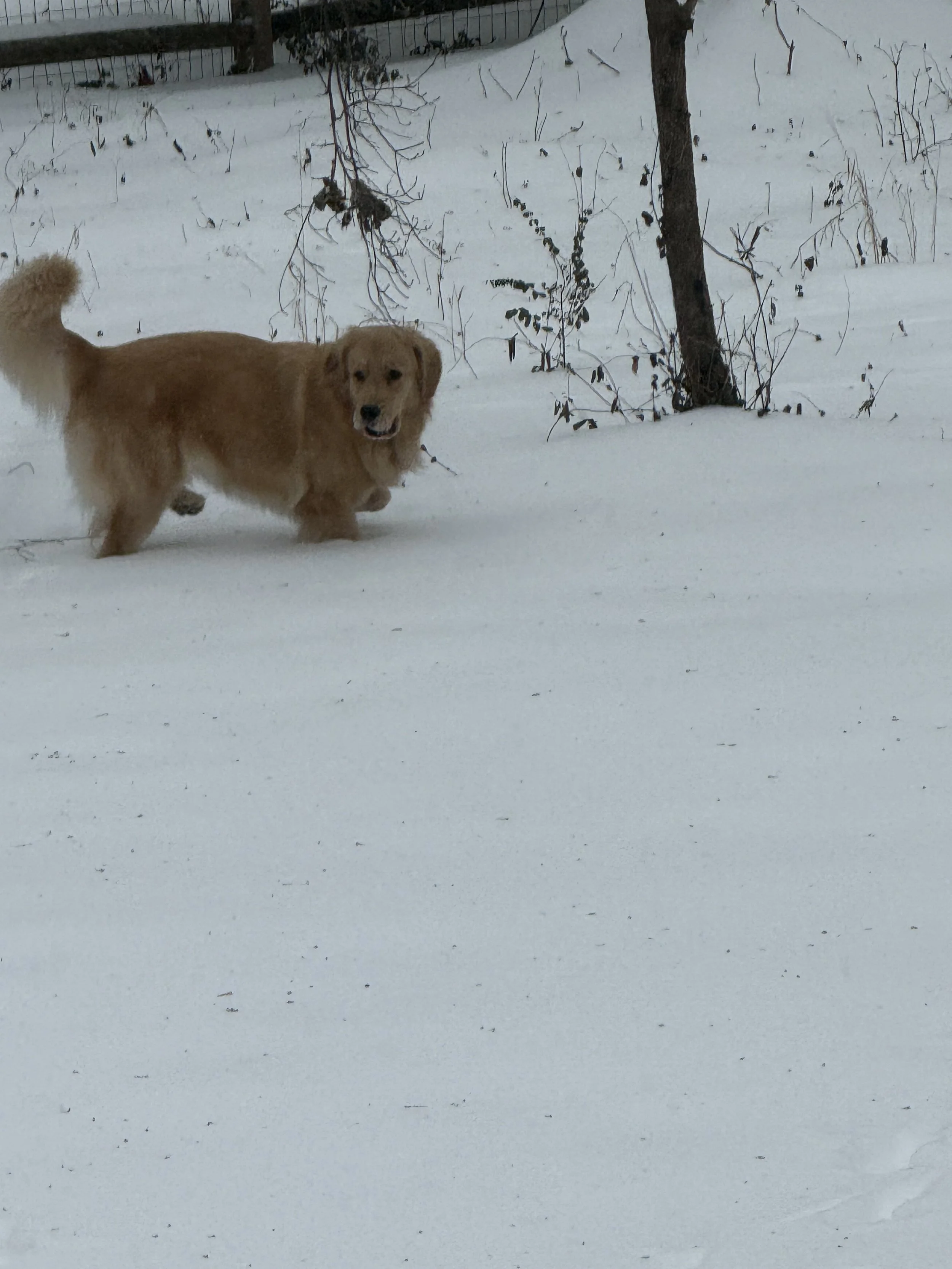 Golden retriever standing in a snowy backyard among bare trees.