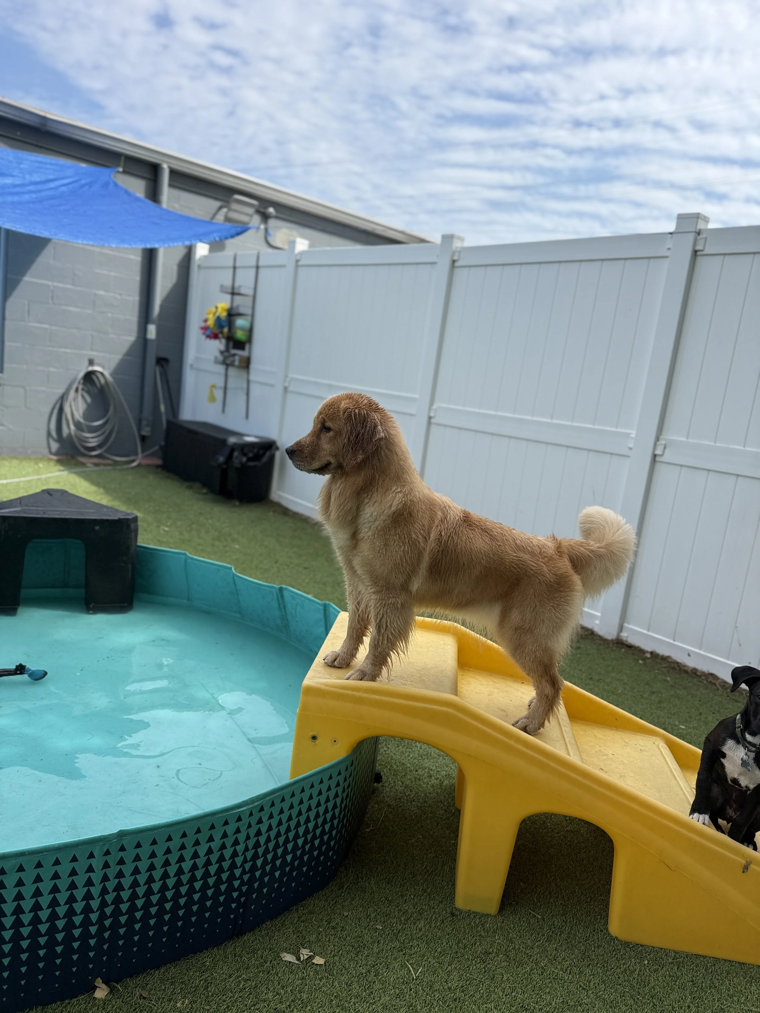 Wet golden retriever puppy standing on a yellow slide beside a backyard swimming pool, with a black-and-white dog nearby