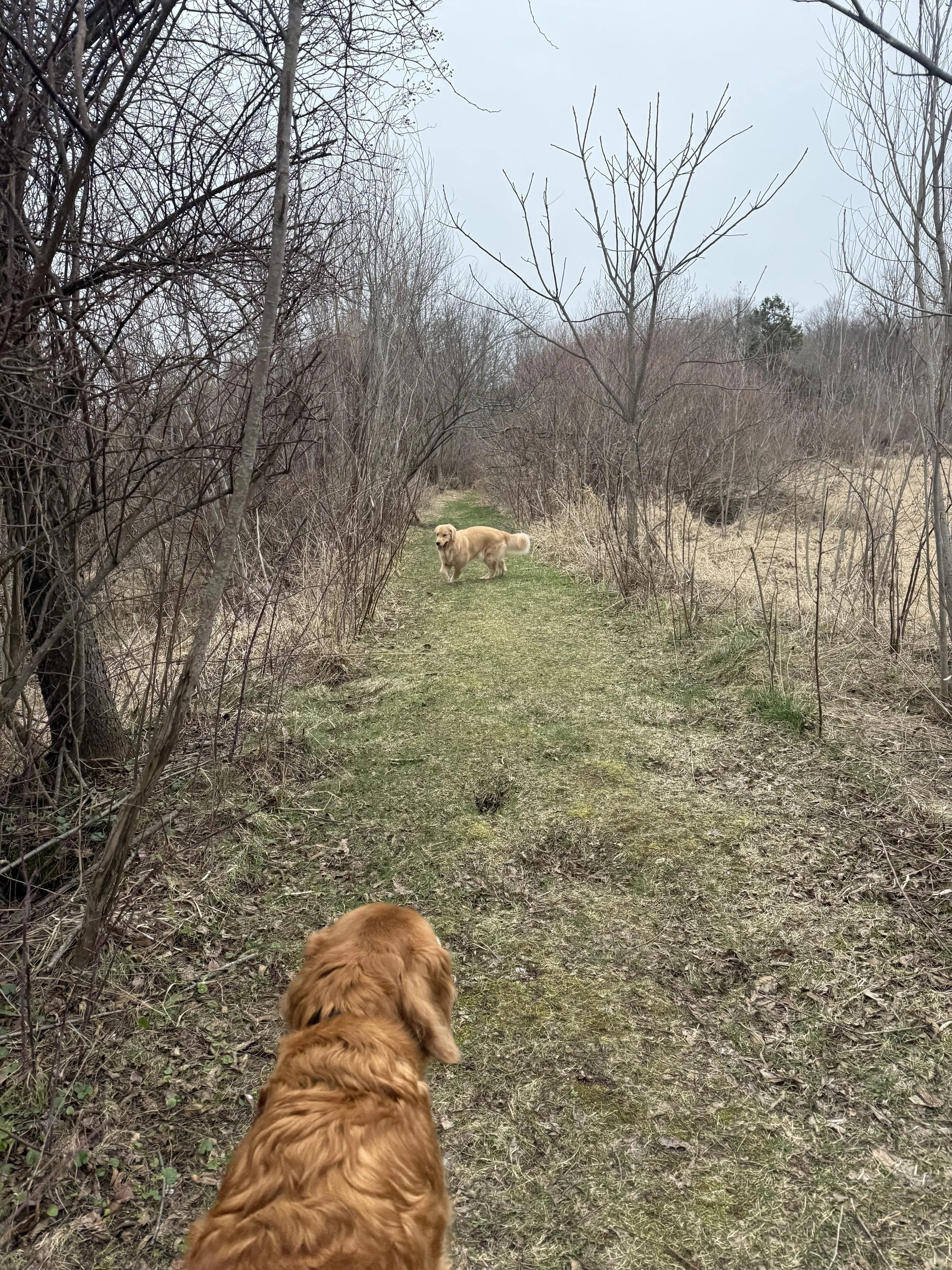 Two golden retrievers on a narrow grassy trail through a leafless woodland.