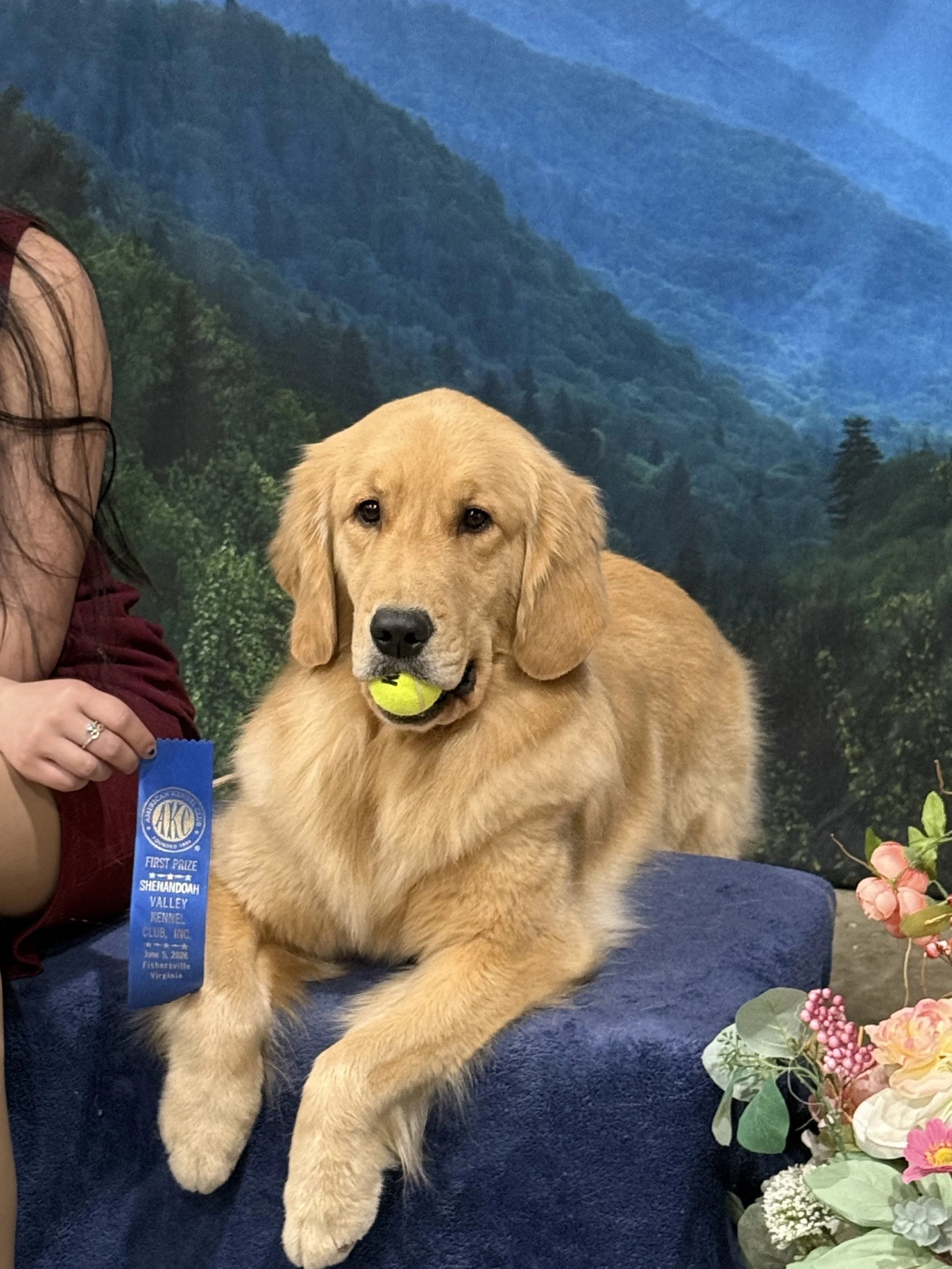 Golden retriever puppy holding a tennis ball and wearing a blue first-place ribbon in front of a mountain backdrop