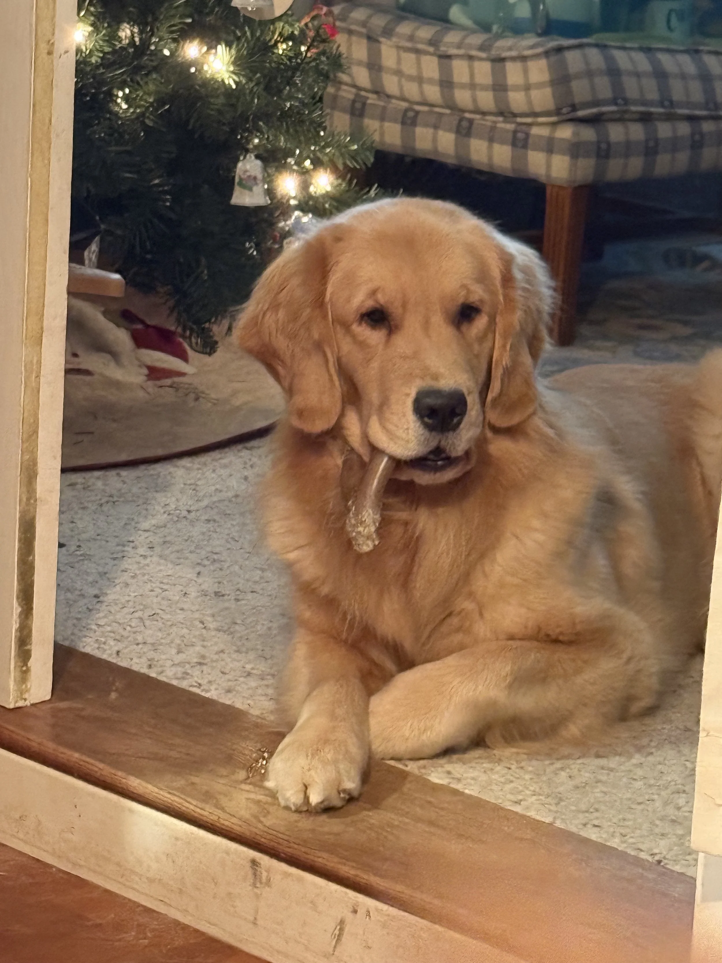 Golden retriever lying on the floor beside a decorated Christmas tree.