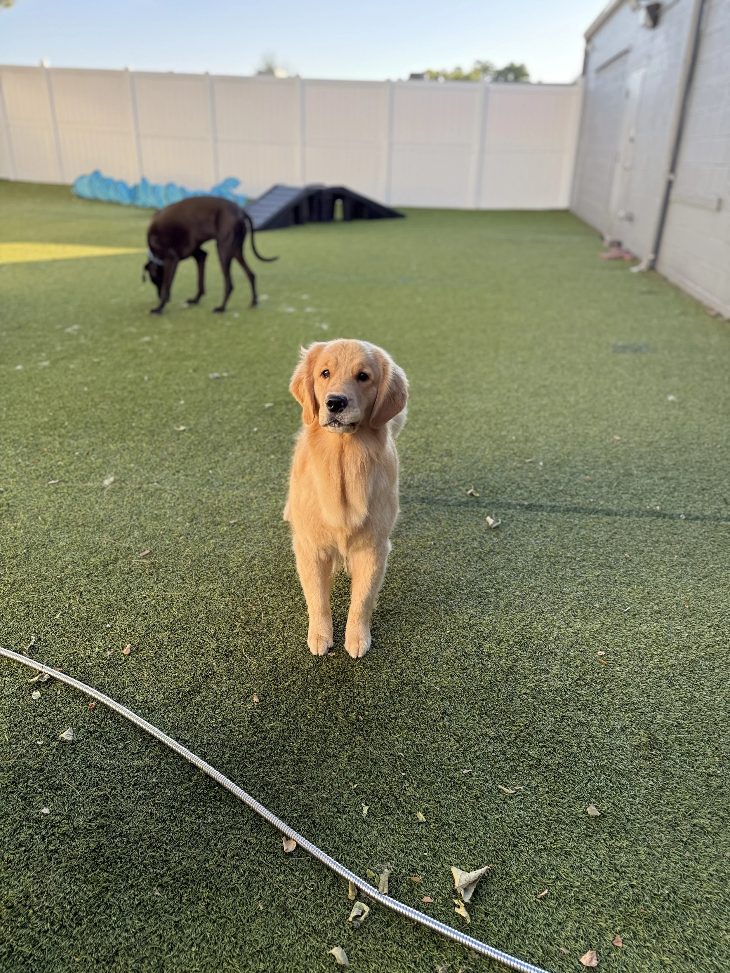 Golden retriever puppy sitting on artificial turf with a black dog and agility ramp in the background