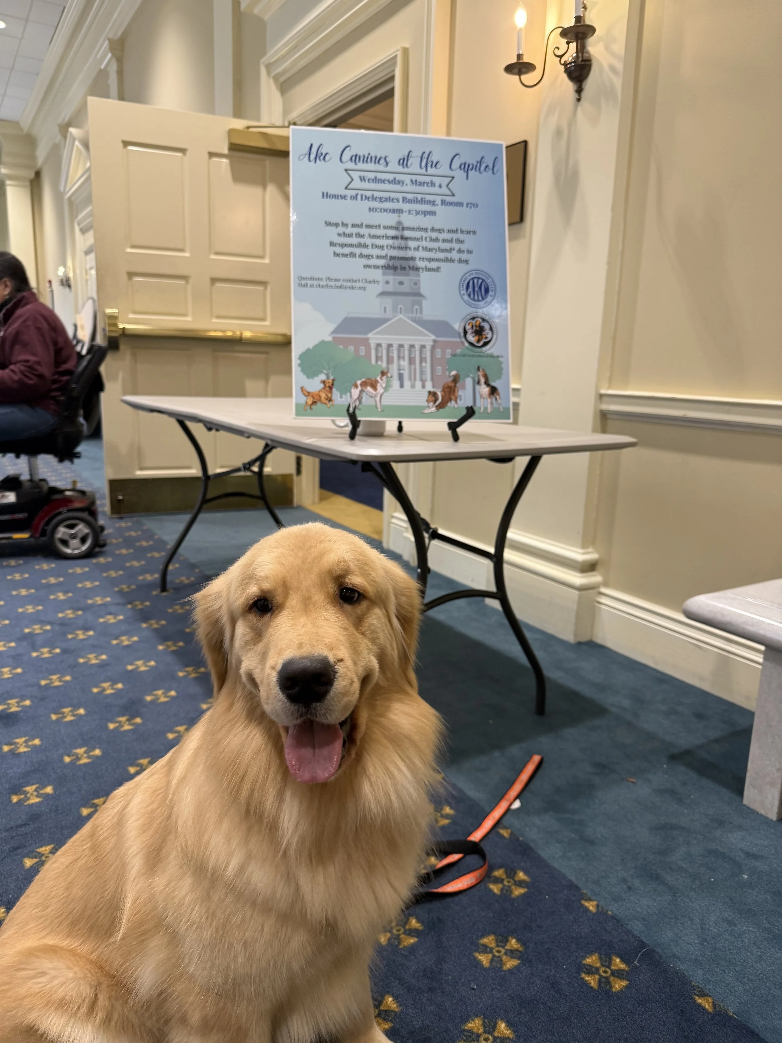 Golden retriever service dog sitting in a legislative building beneath an “AKC Canines at the Capitol” event sign.