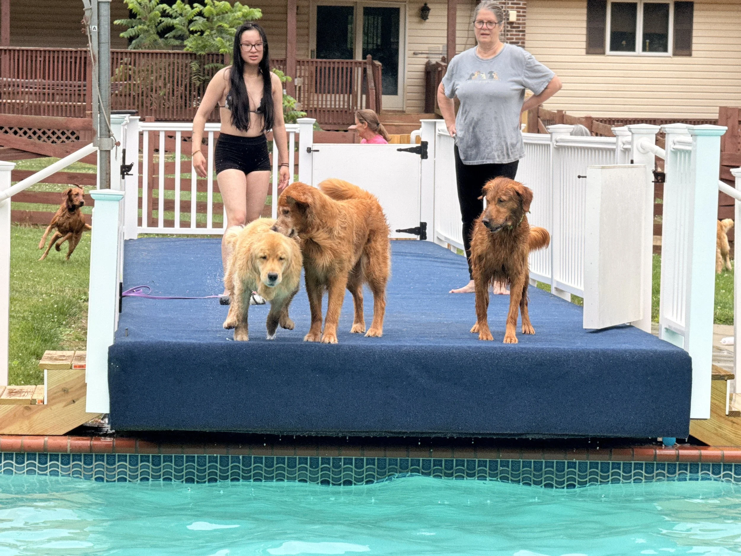 Two women and several golden retrievers standing on a pool diving board beside a backyard swimming pool