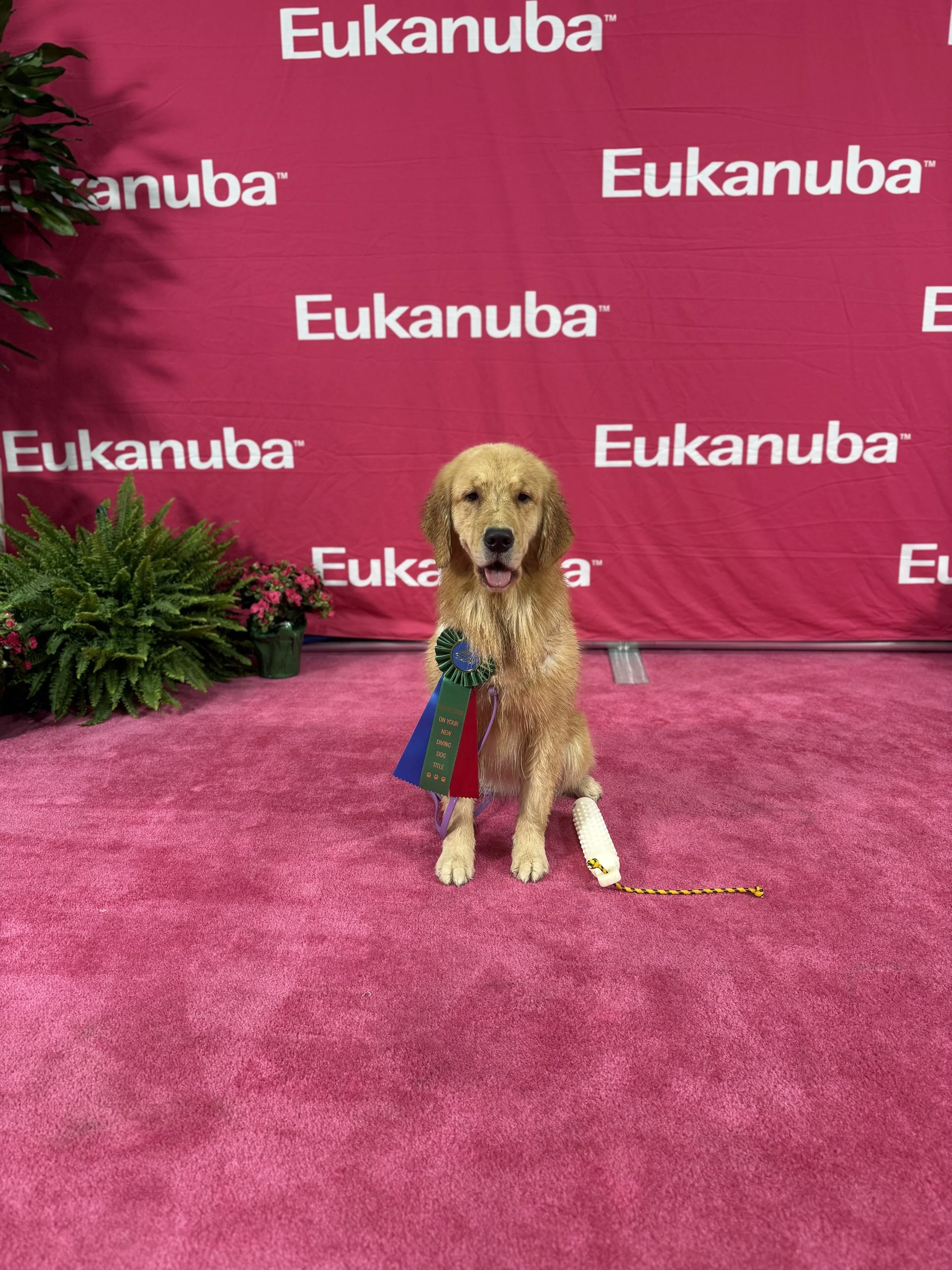 Golden retriever puppy wearing award ribbons, sitting on a pink carpet in front of an Eukanuba logo backdrop with flowers and a toy.