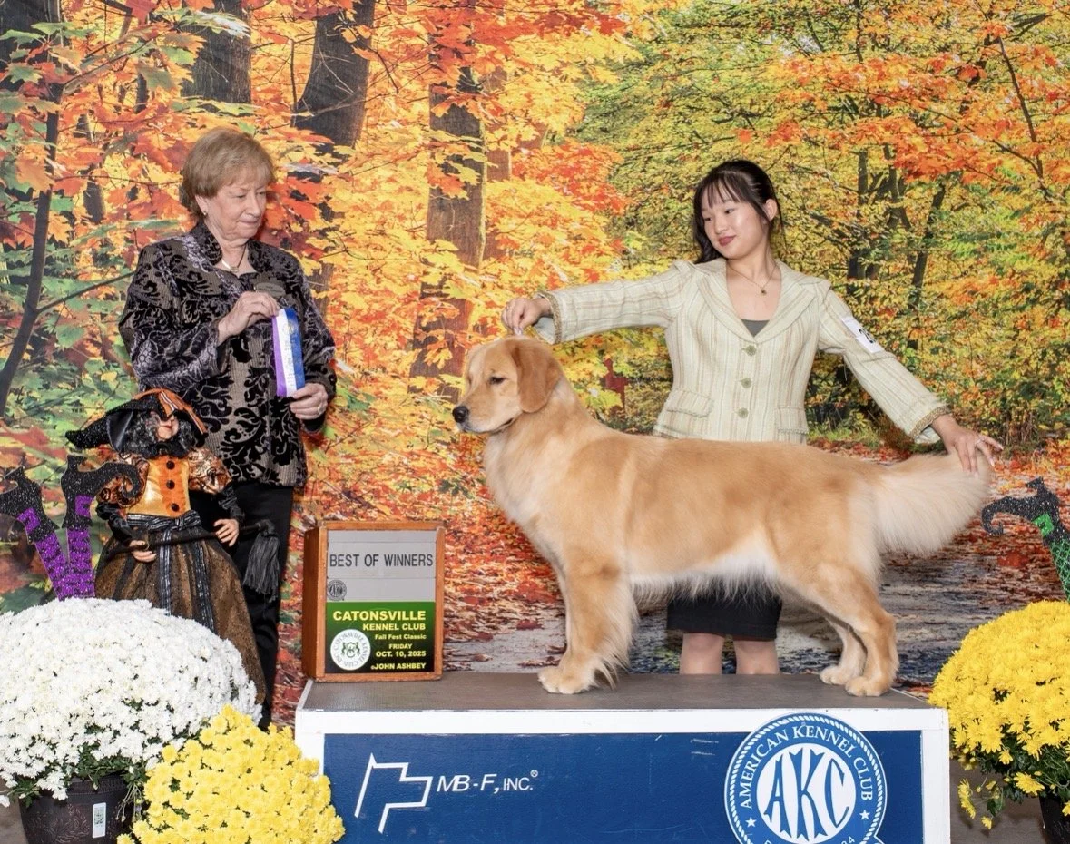 Golden Retriever winning Best of Winners at a kennel club dog show, posed on a podium with two handlers and autumn foliage backdrop