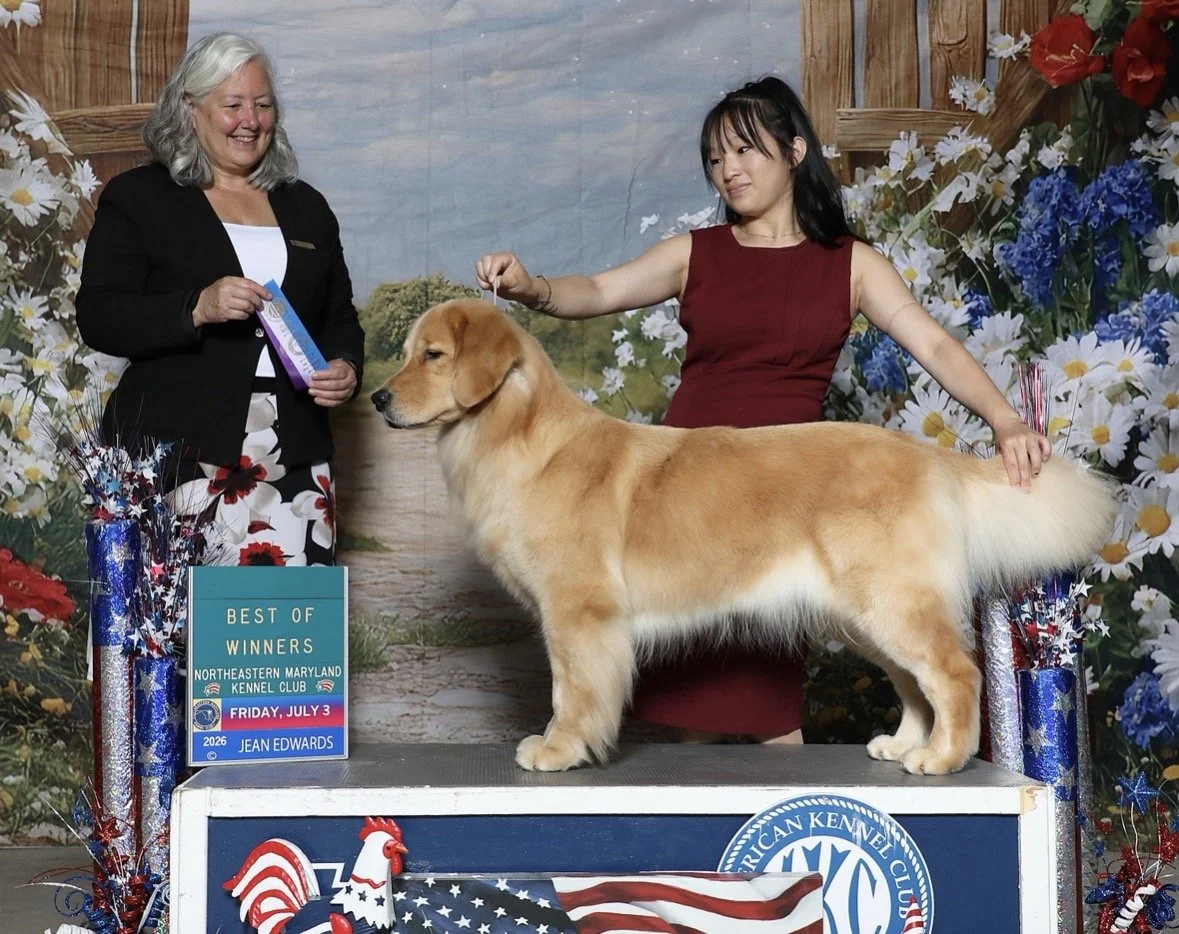 Golden Retriever standing on a dog show podium beside two women, with a Best of Winners award sign and floral patriotic decorations.