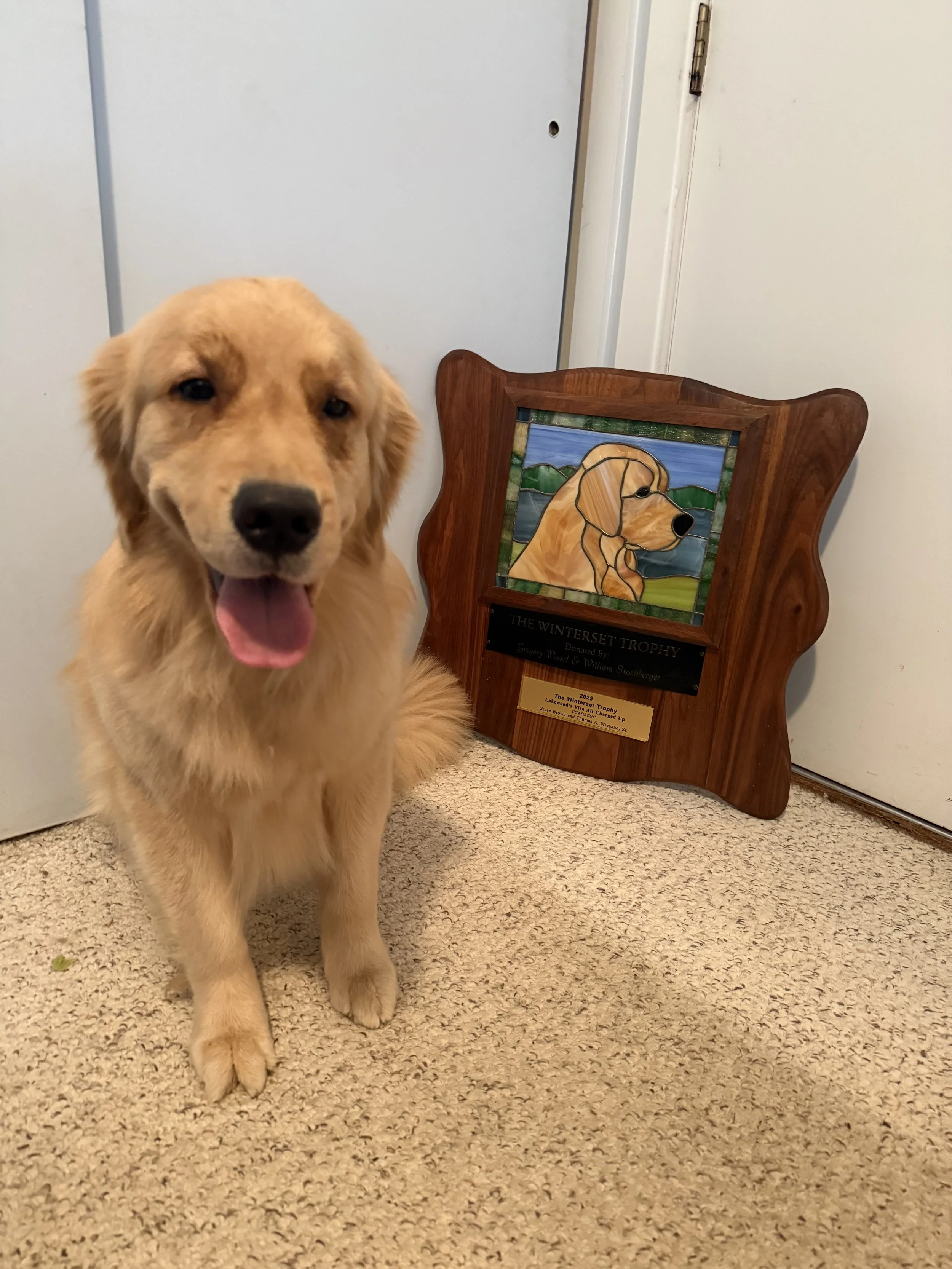 Golden retriever puppy sitting beside a wooden trophy plaque on a carpeted floor
