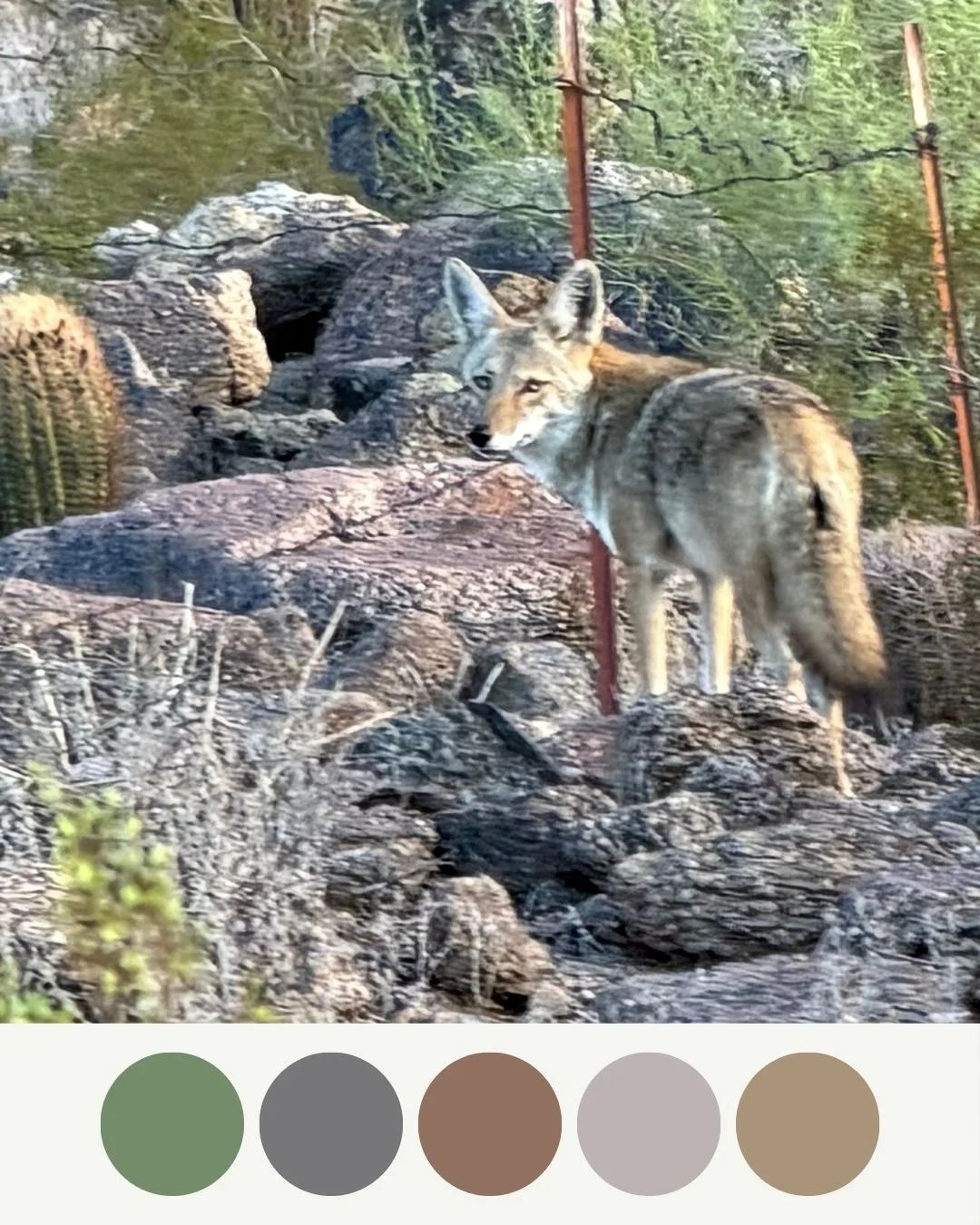 The coyotes around here really blend into the landscape.  They are likely always there looking back at us and we never see them.  Inspiration for a soft color palette.  I love these @pantone colors together.🎨