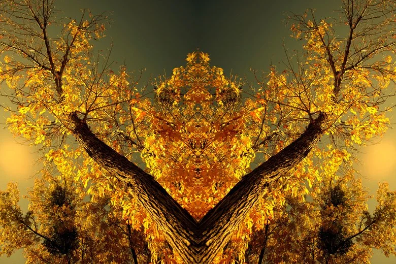 A mirroring photograph of a tree with yellow leaves, creating a symmetrical pattern that resembles a face or figure.
