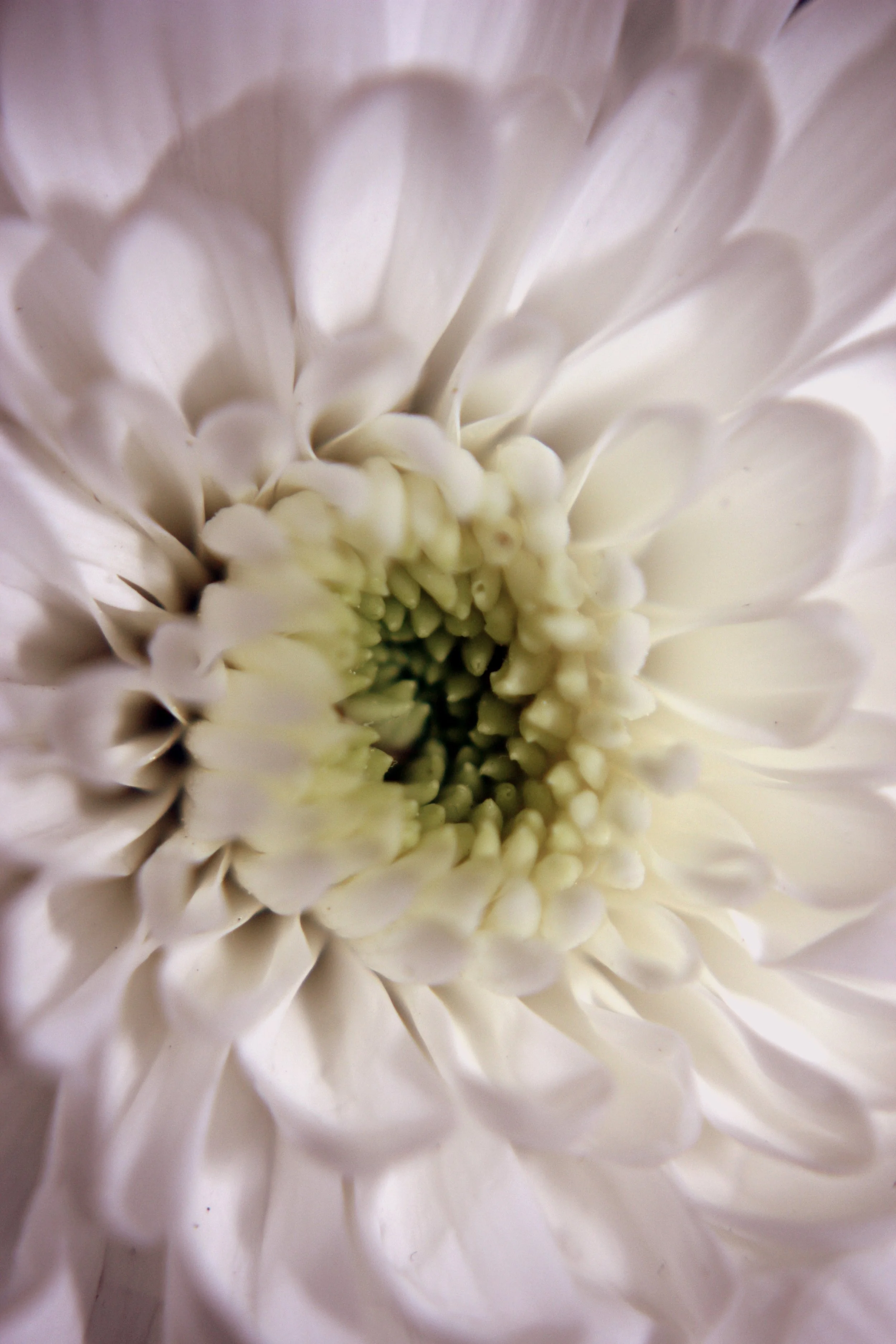 Close-up of white flower showing petals and central disk.