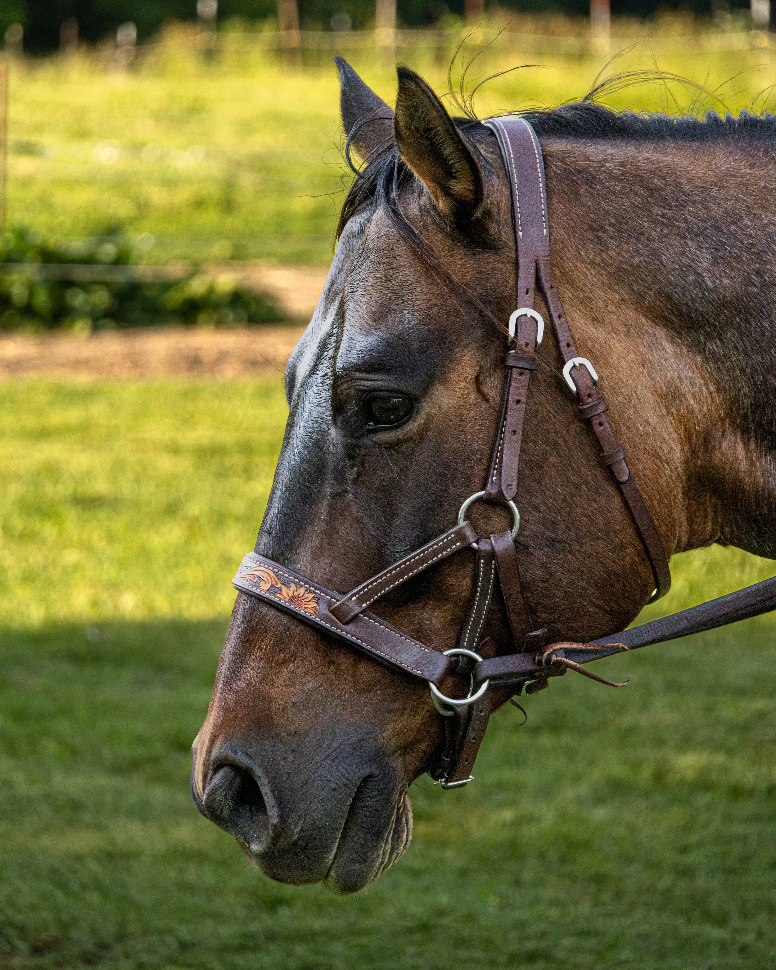 Close-up of a dun roan horse's head and neck wearing a dark leather side pull with silver buckles, while being ridden outdoors on green grass, with blurry background of trees and fencing.