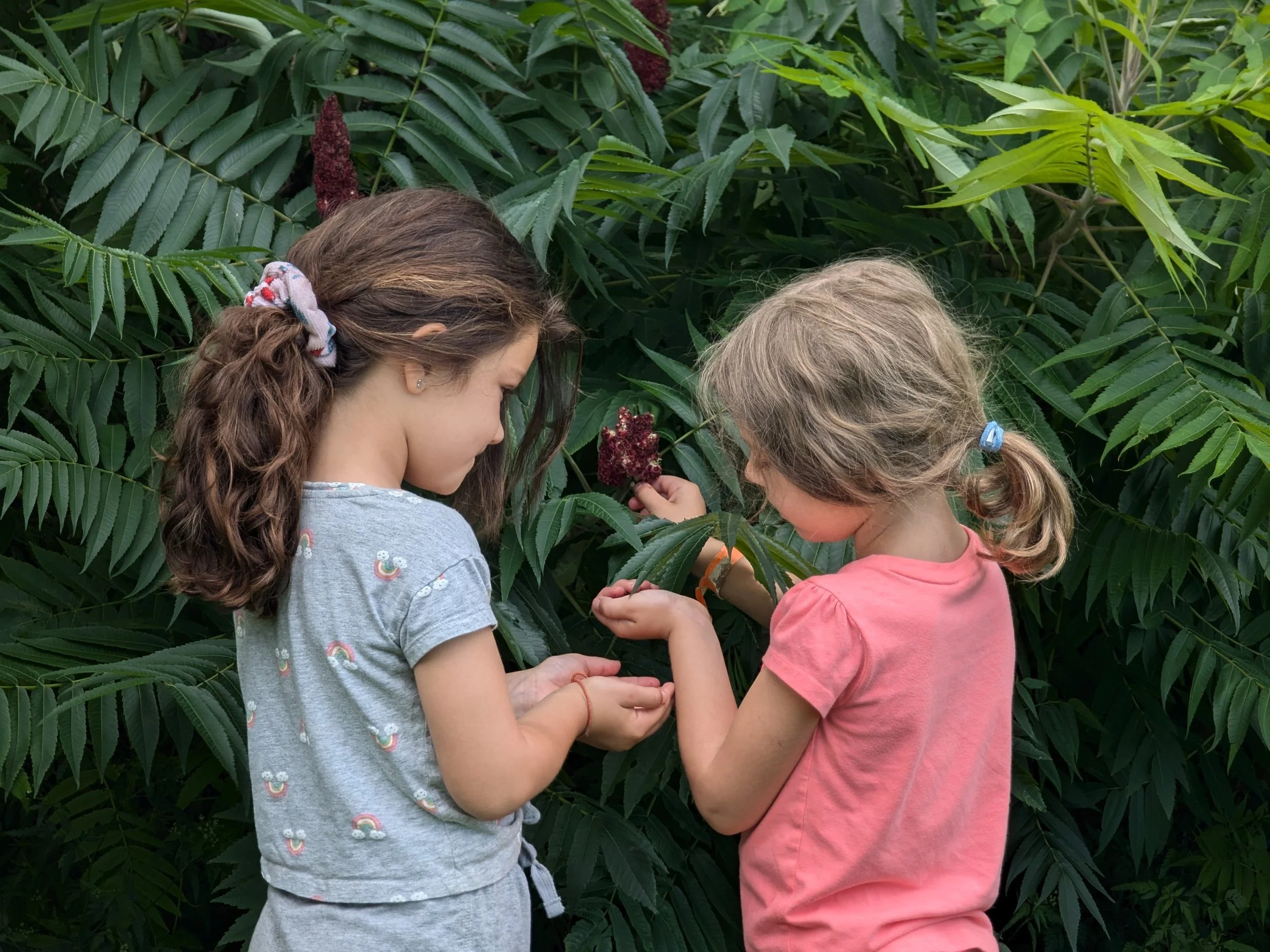 Camp S1W2 24_ girls harvesting foraging sumac.jpg