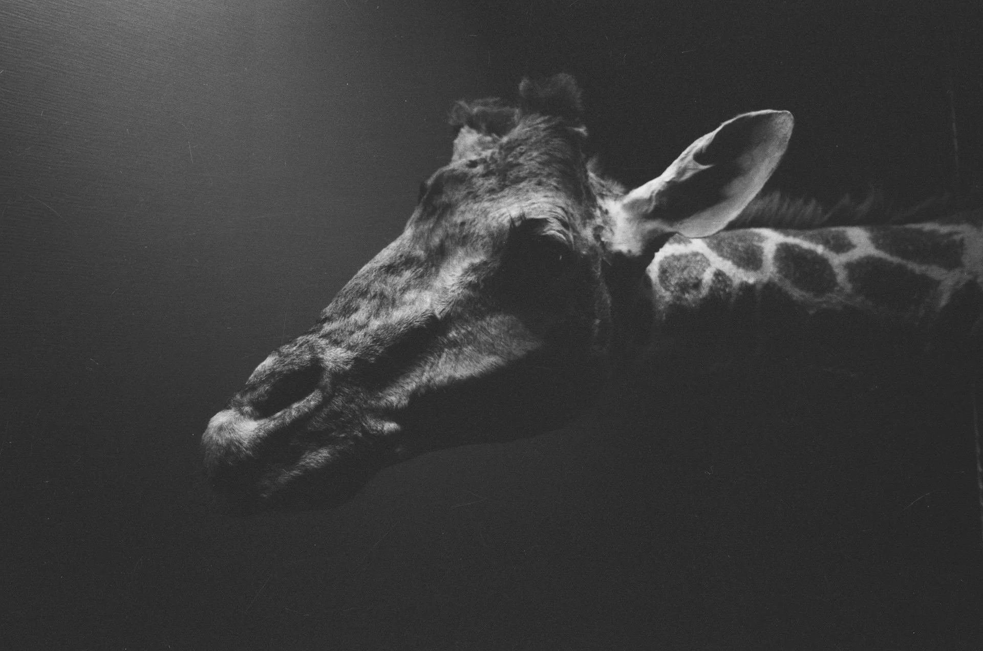 Black and white photo of a giraffe's head and neck with closed eyes, lying down on a dark surface.