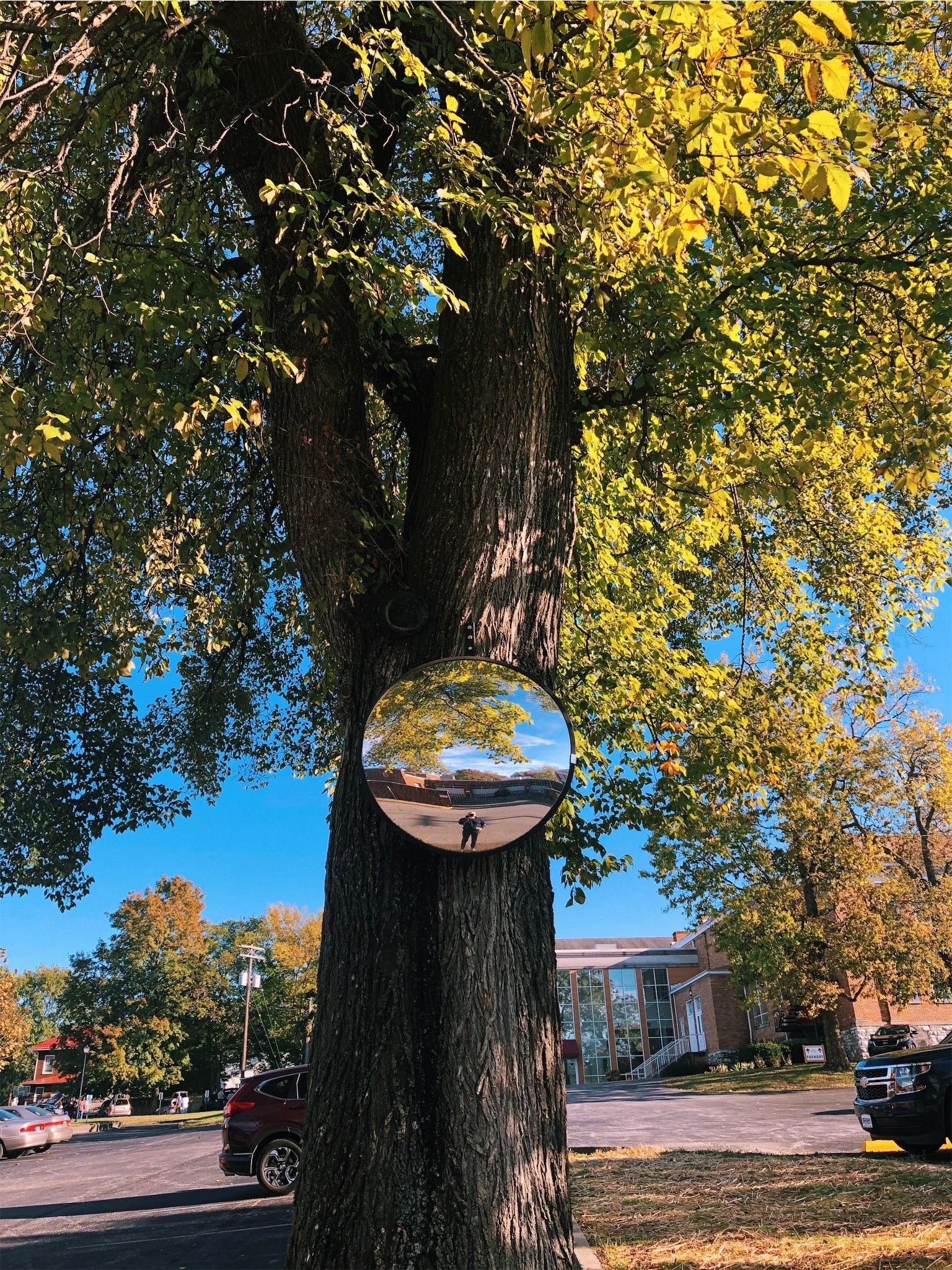 A large tree with green and yellow leaves growing in a parking lot. A convex mirror is attached to the tree, reflecting the person taking the photo, the sky, and nearby buildings. Cars are parked nearby, and a multi-story building with glass windows 