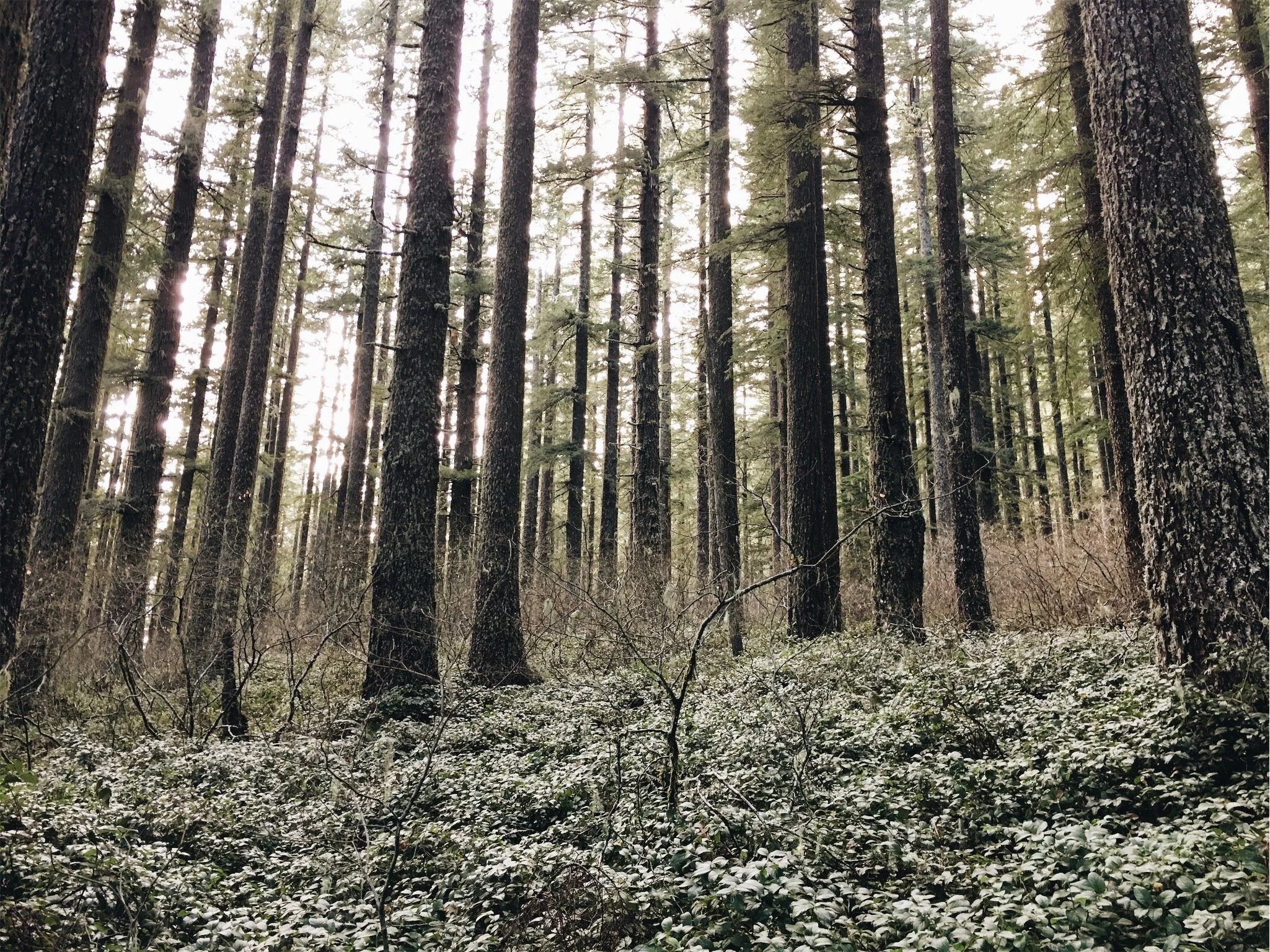 A dense forest with tall pine trees and green undergrowth, sunlight filtering through the branches.