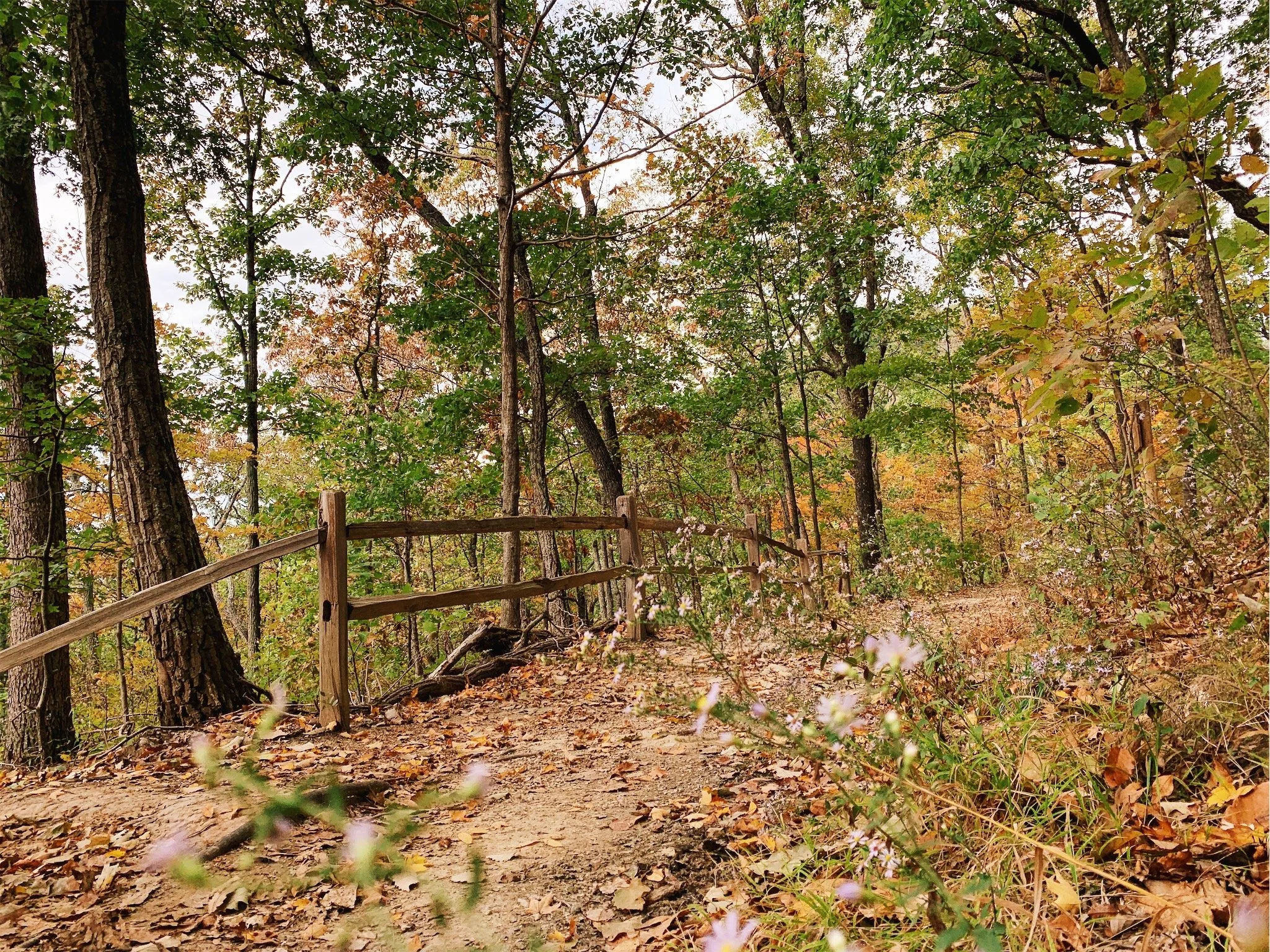 A dirt trail in a wooded area with leaves on the ground and a wooden fence along the path. Tall trees with green and fall-colored leaves surround the trail, and some pink flowers are in the foreground.