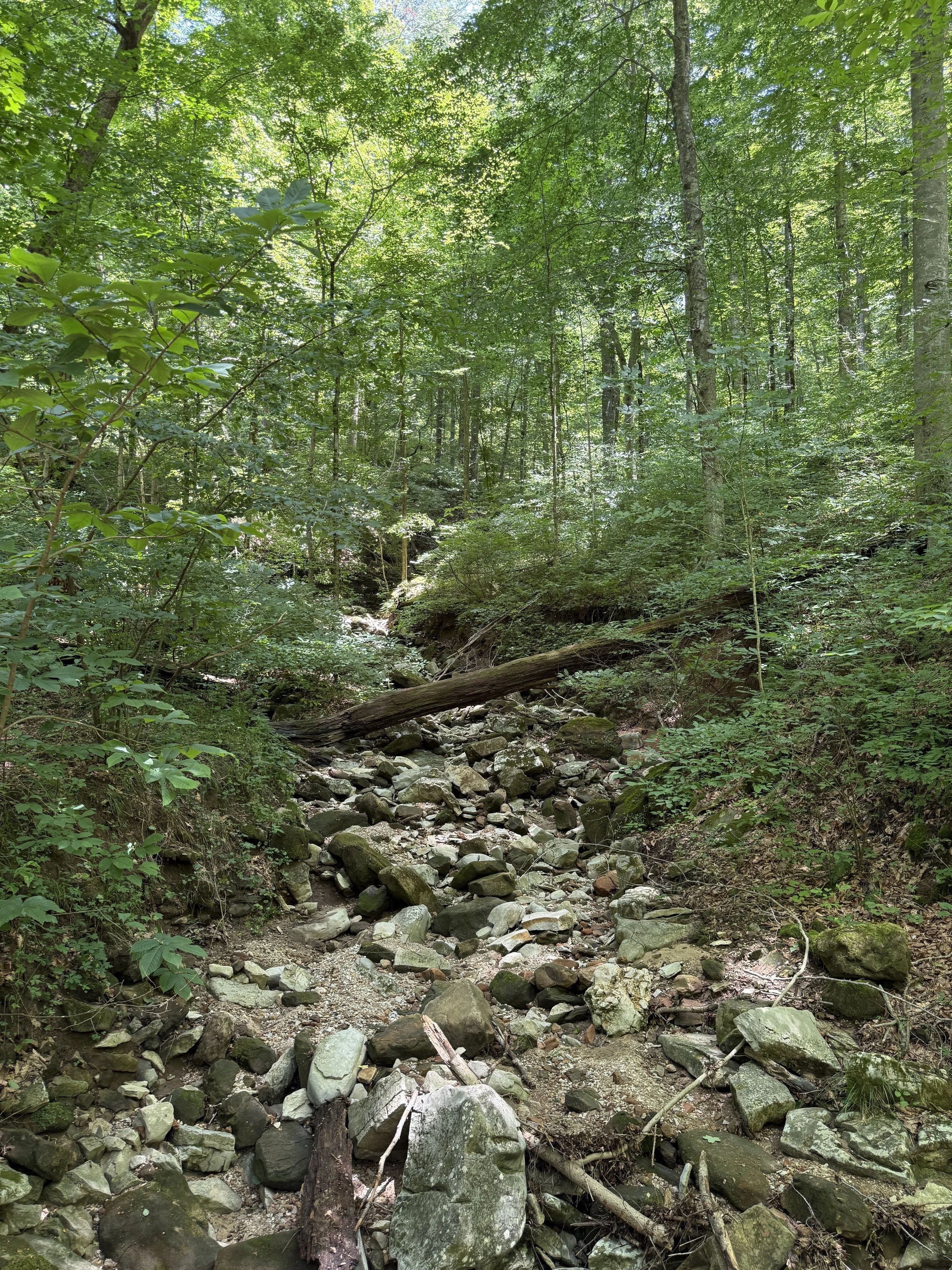 A rocky stream running through a dense green forest with sunlight filtering through the trees.