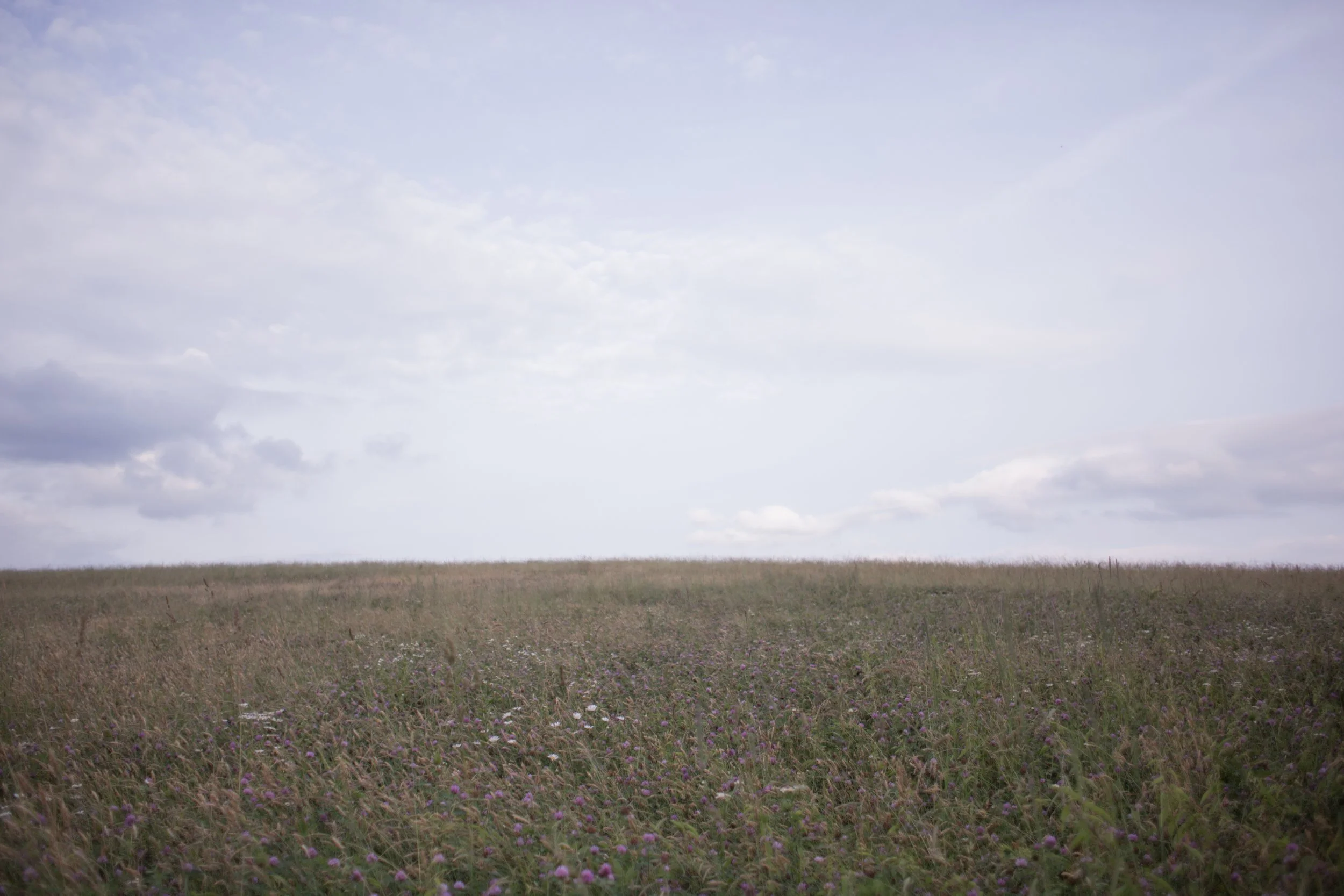 Open grassy field with purple flowers, under a partly cloudy sky.