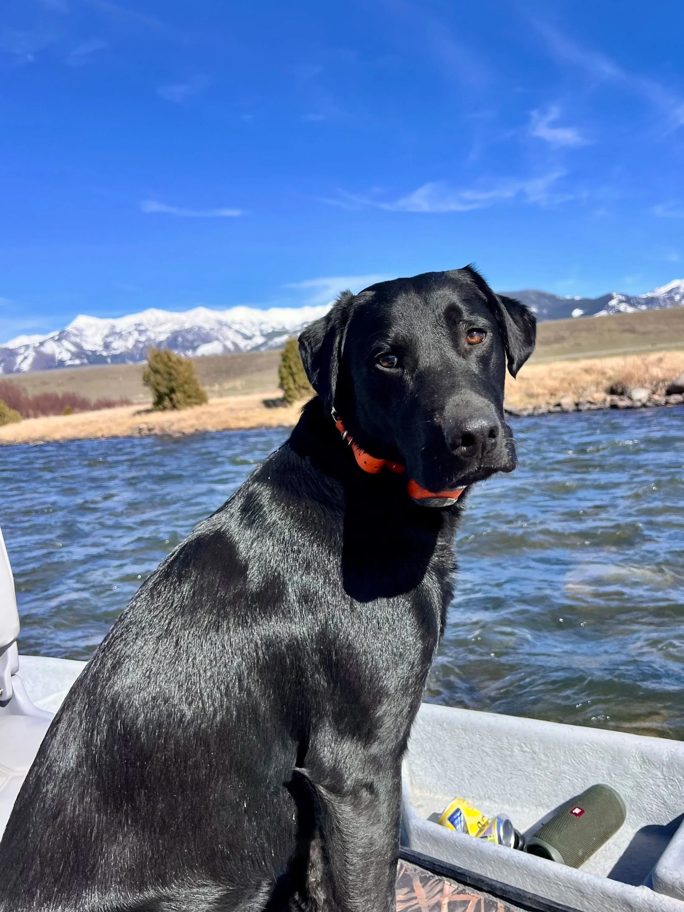 Black dog with orange collar sitting on boat with river, mountains, and snow-capped peaks in background.