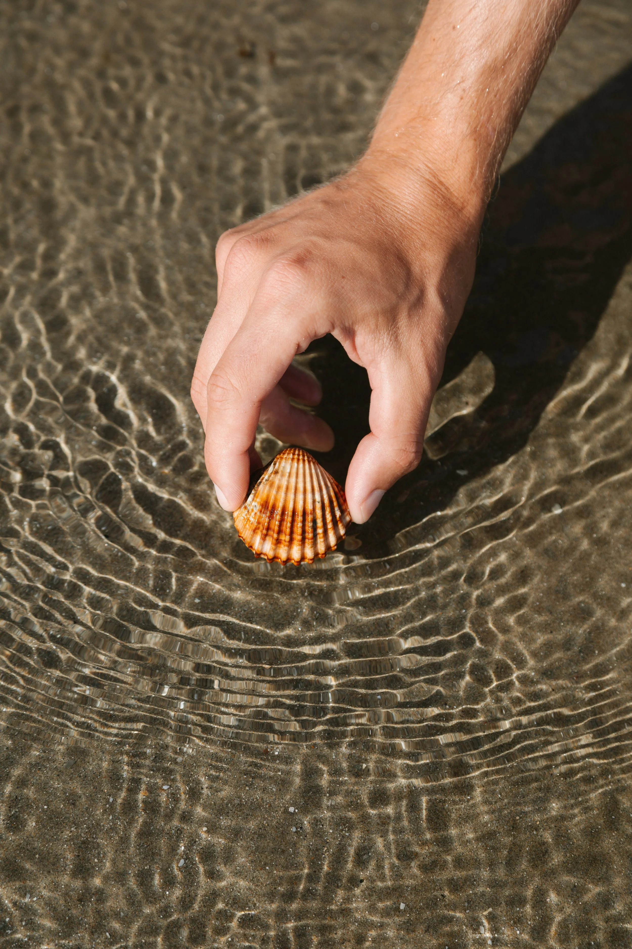 A hand holding a seashell above the shallow water of a beach, creating ripples and reflections in the water.