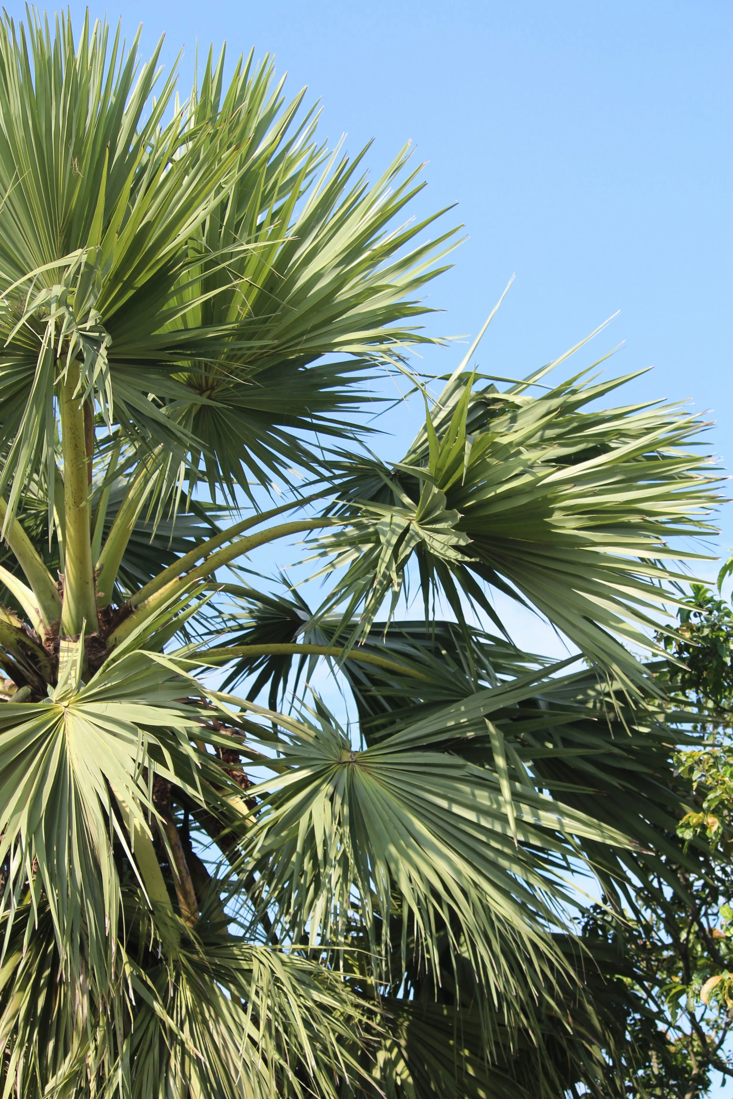 Close-up of a palm tree with spiky green fronds against a clear blue sky.