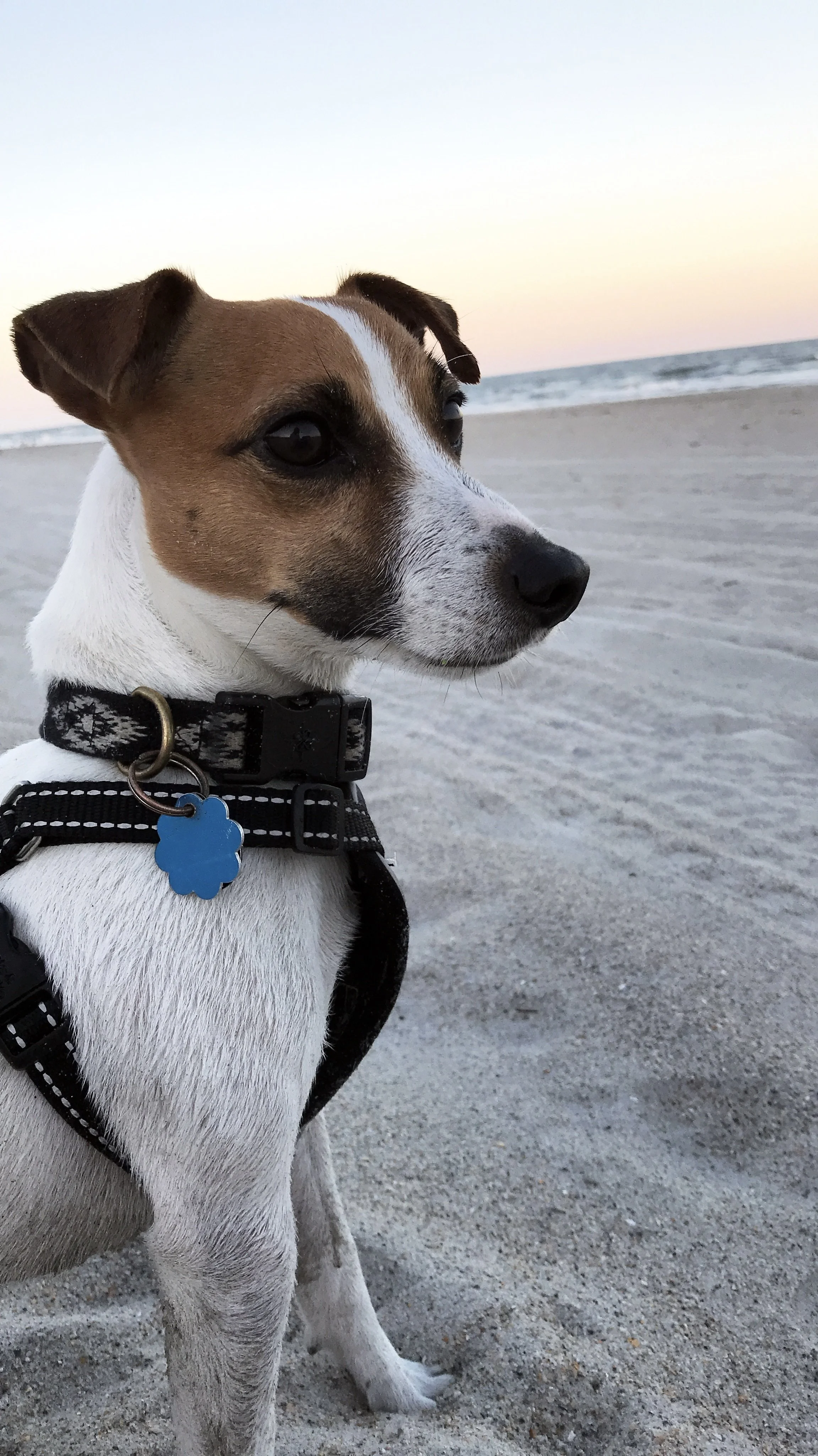 A dog with a white coat and brown and black markings on its face, wearing a black harness with a blue tag, sitting on a sandy beach during sunset with the ocean in the background.