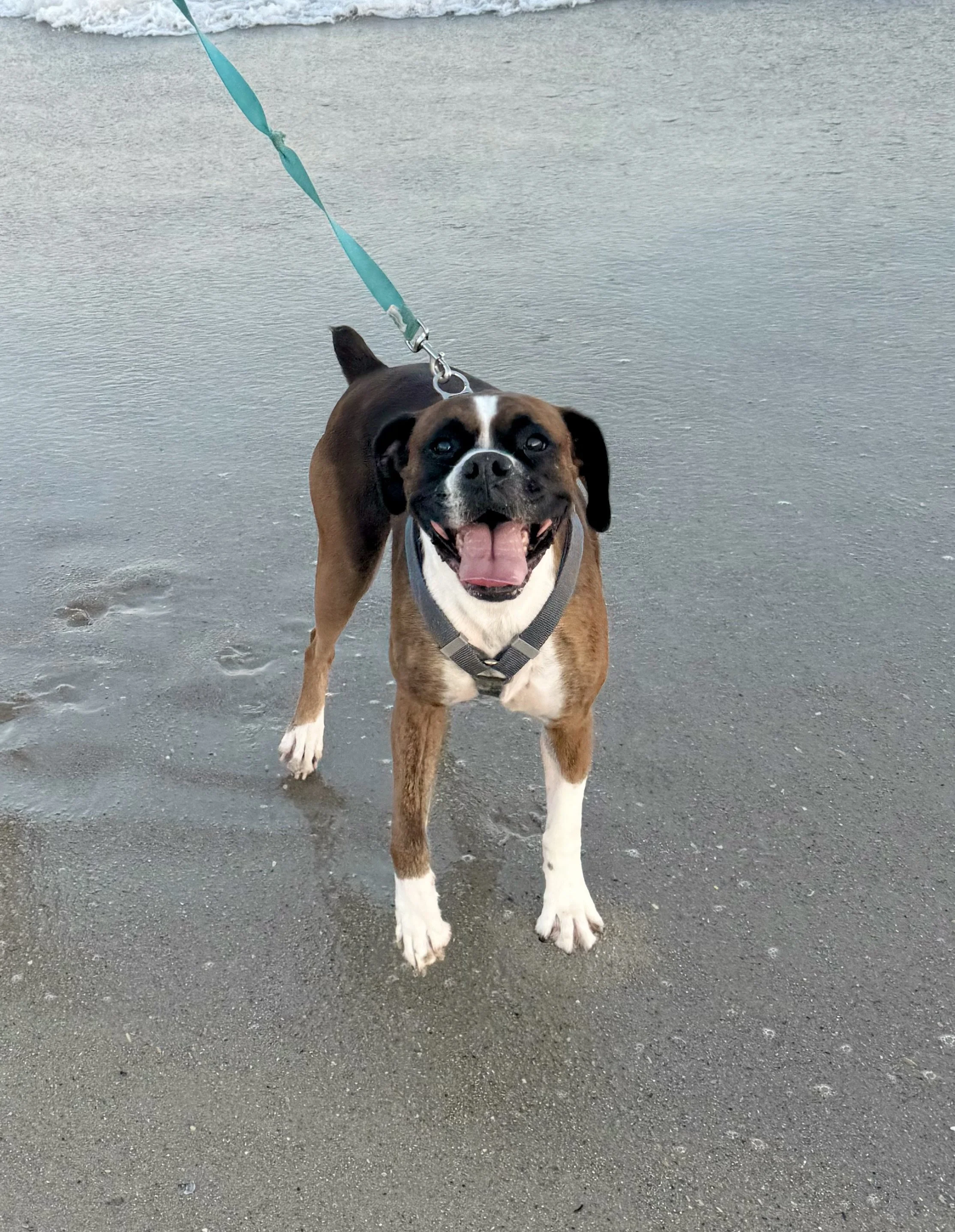 A smiling boxer dog with a brown and white coat, standing on a sandy beach with gentle waves in the background.