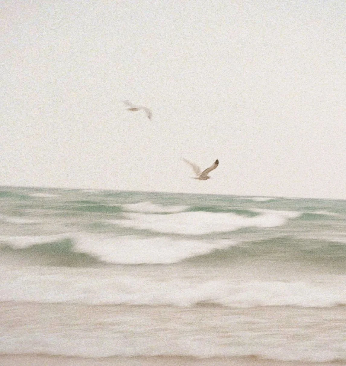 Seagulls flying over the ocean with waves approaching the shore.
