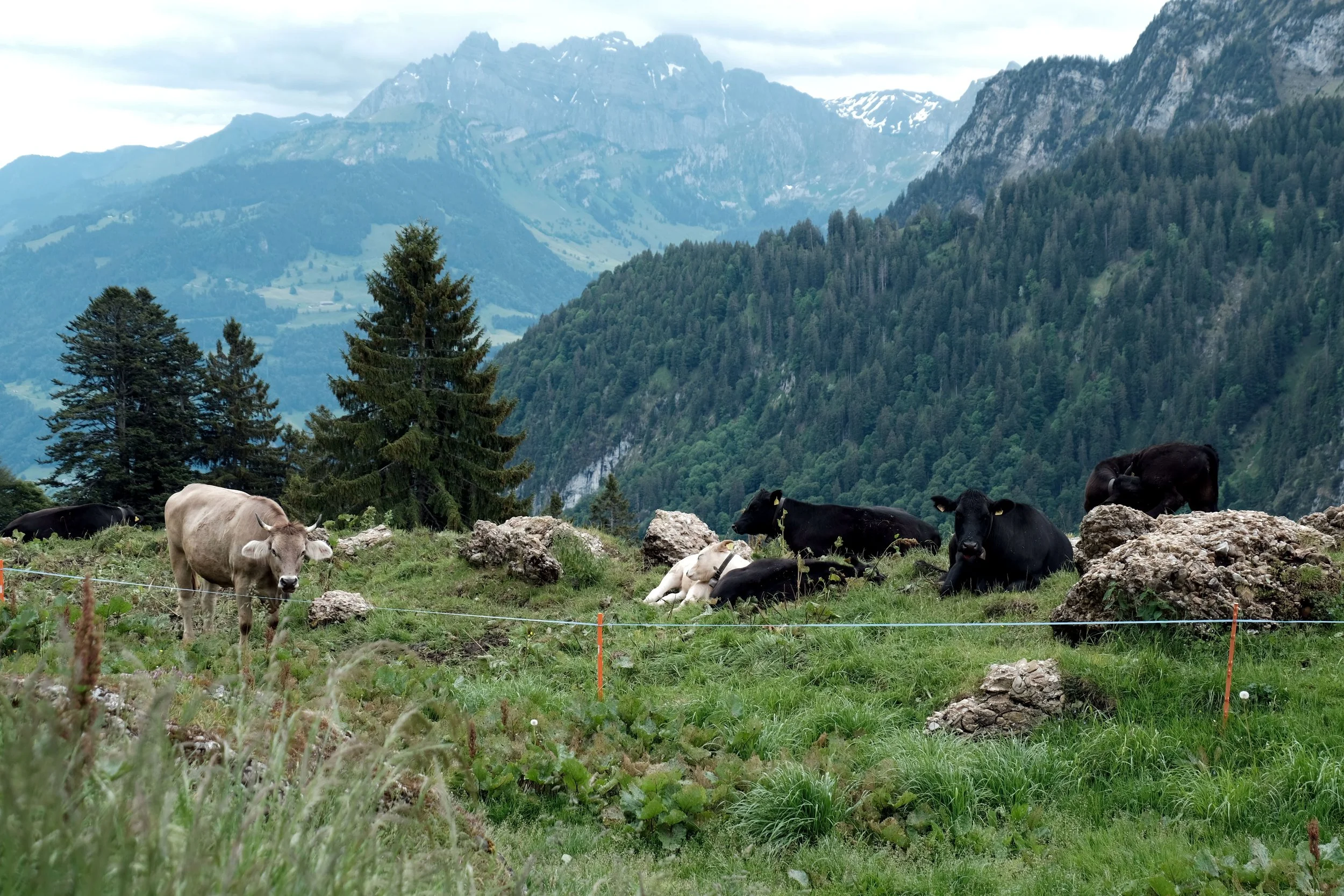 DSCF7471.JPG