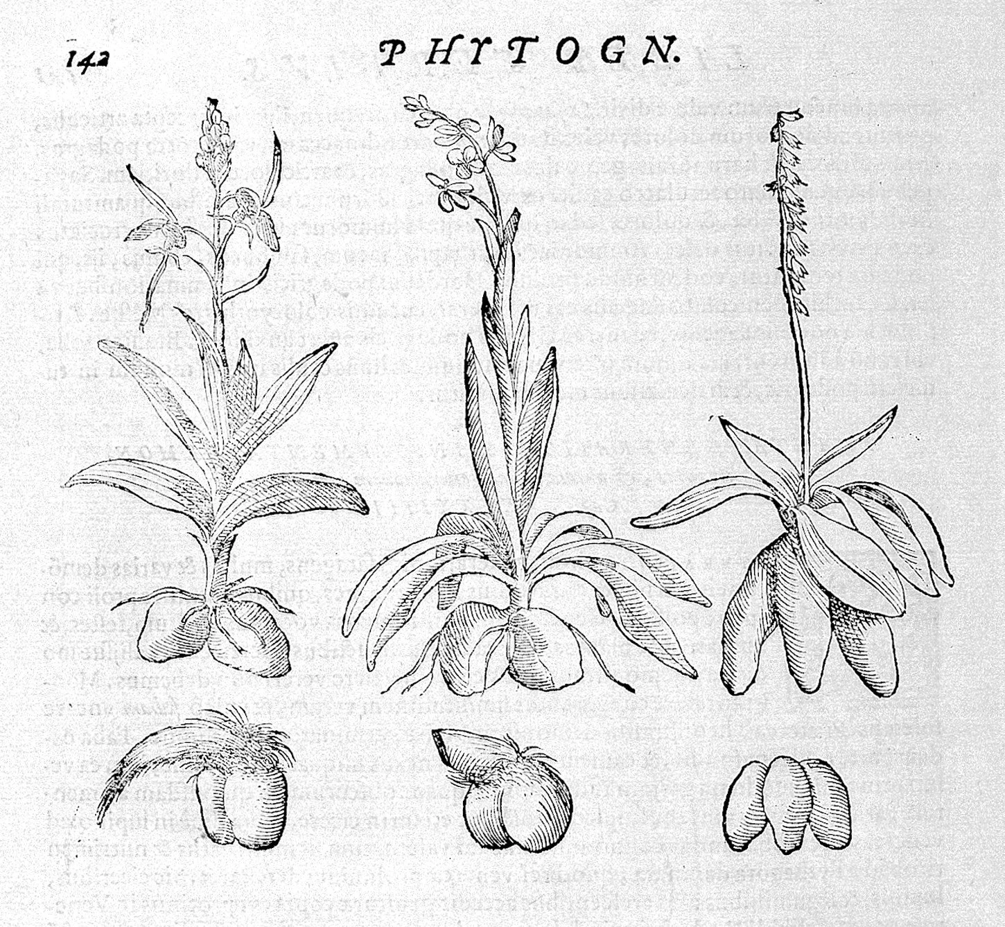 G._B._della_Porta,_Phytognomonica,_1588_Wellcome_L0030486.jpg