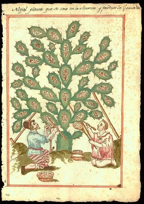 nopal_500.jpg