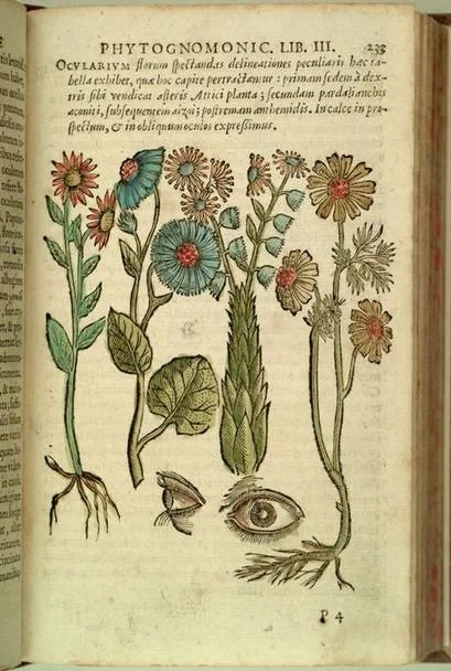 lungwort-ocular-plants-della-porta-1588p.jpg