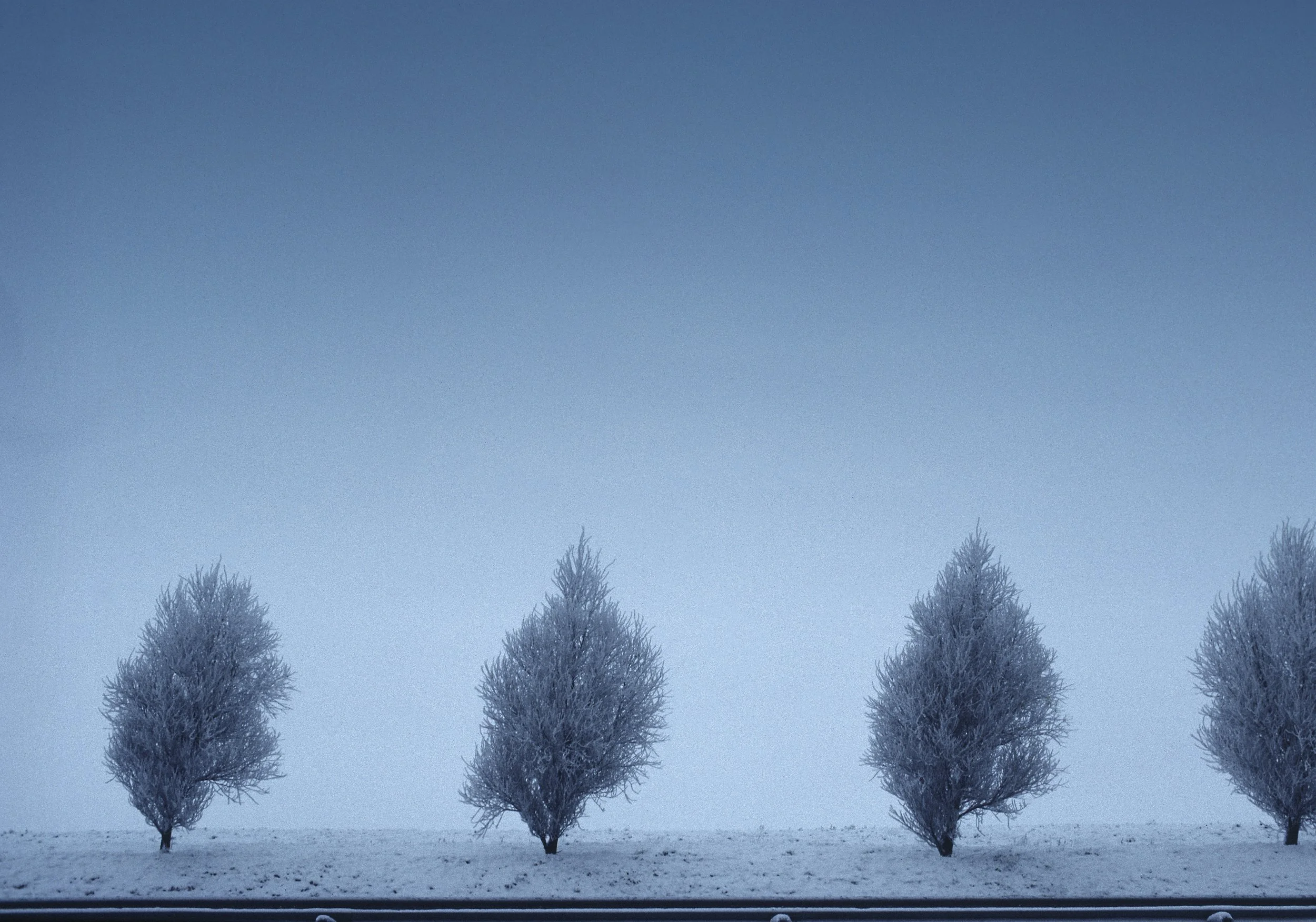 Frozen Trees