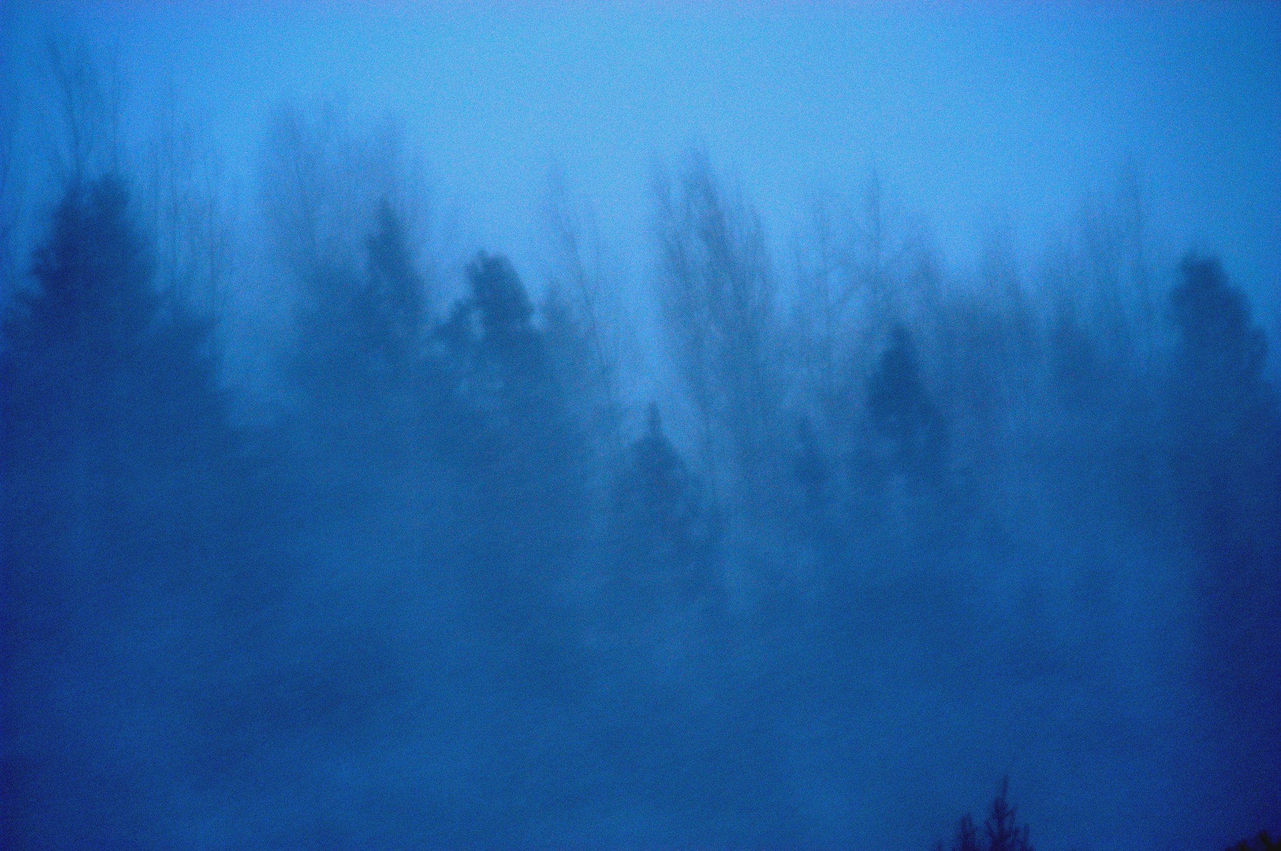 Aspen Trees