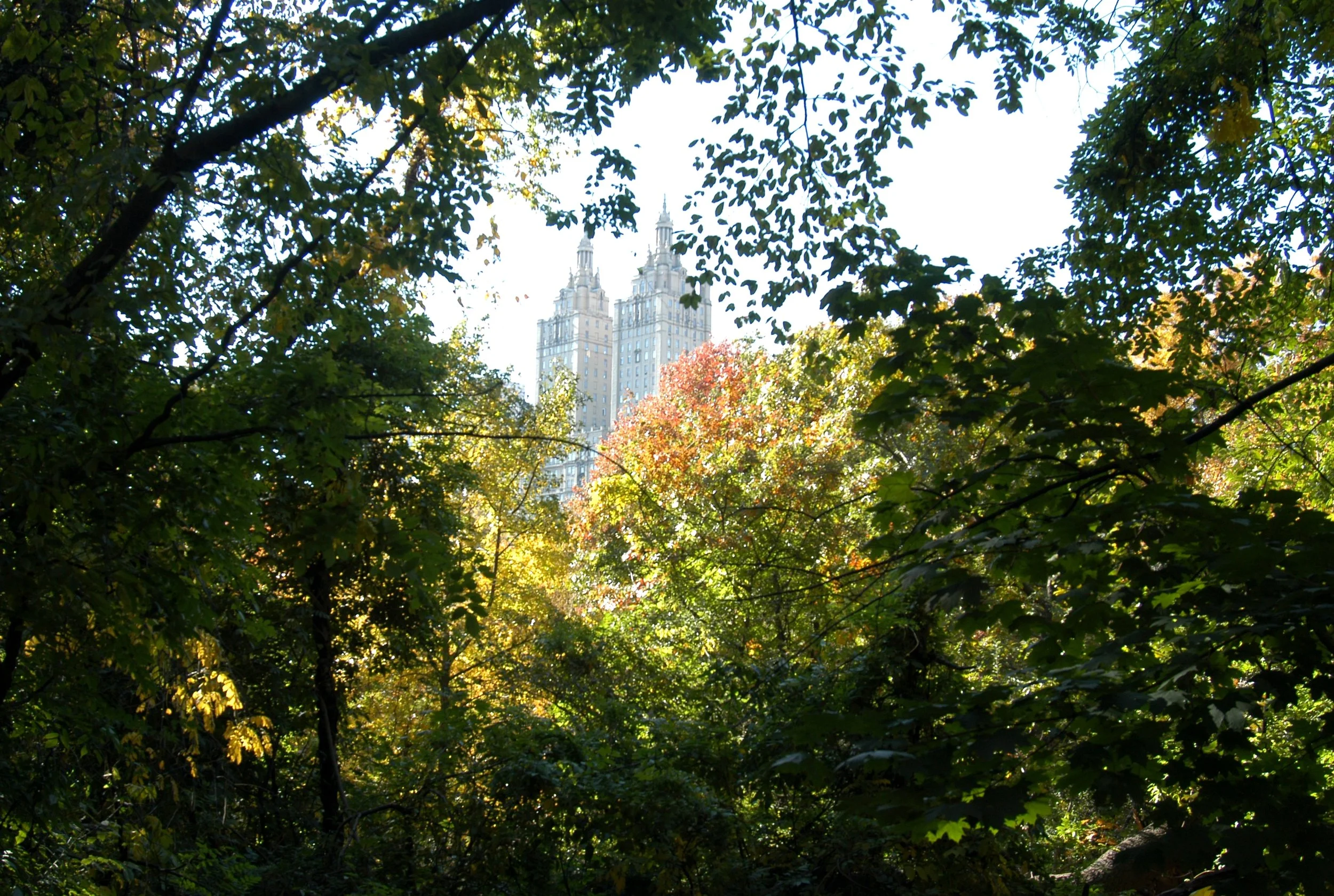 Dakota Through Trees