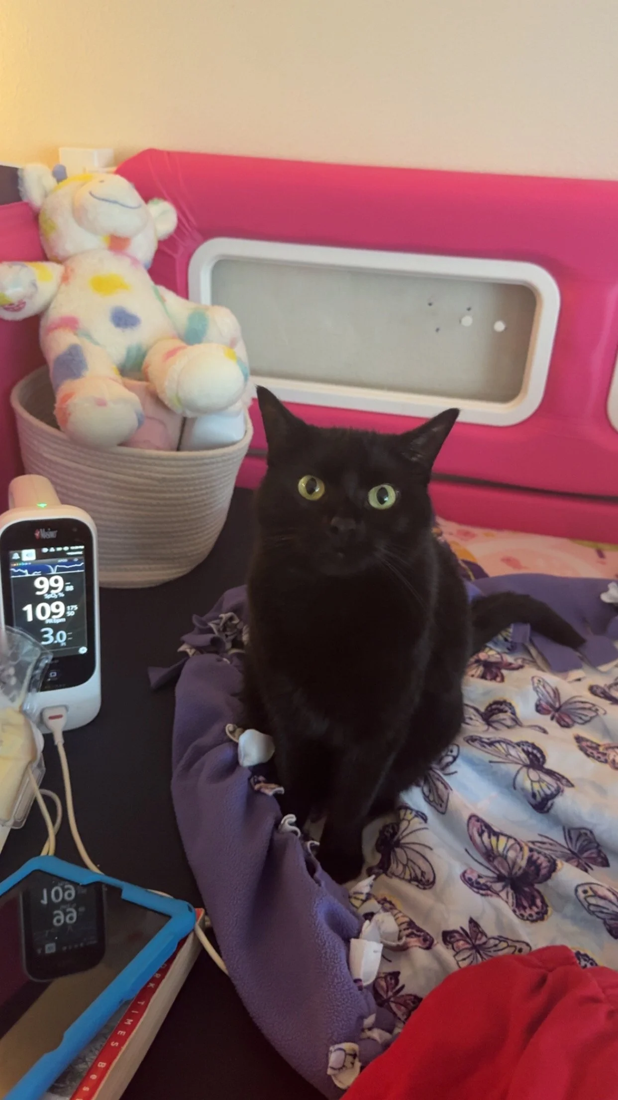 A solid black cat with yellow eyes sitting in a pink bed next to a machine with vital signs displayed