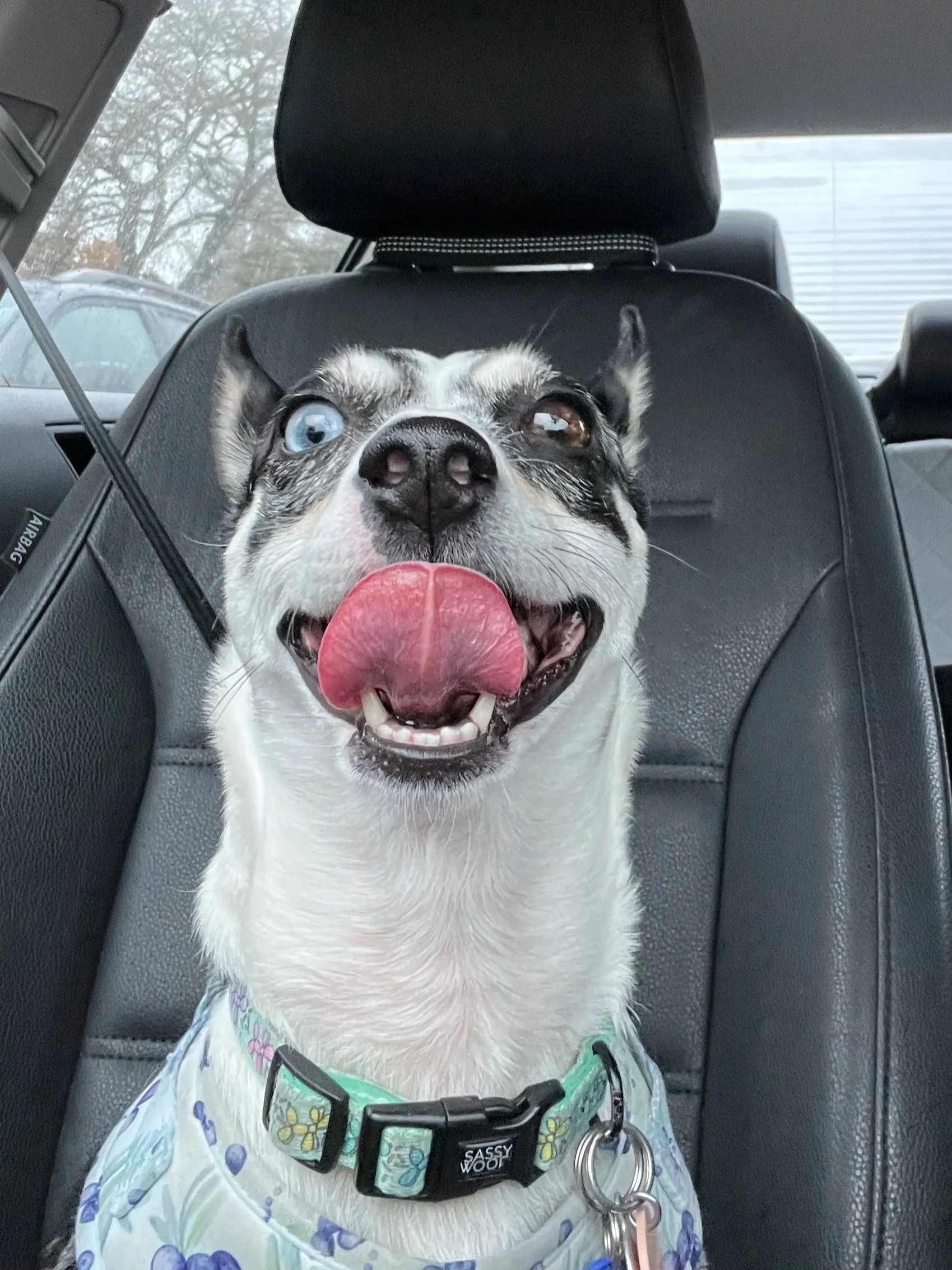 A black and white dog with her tongue out