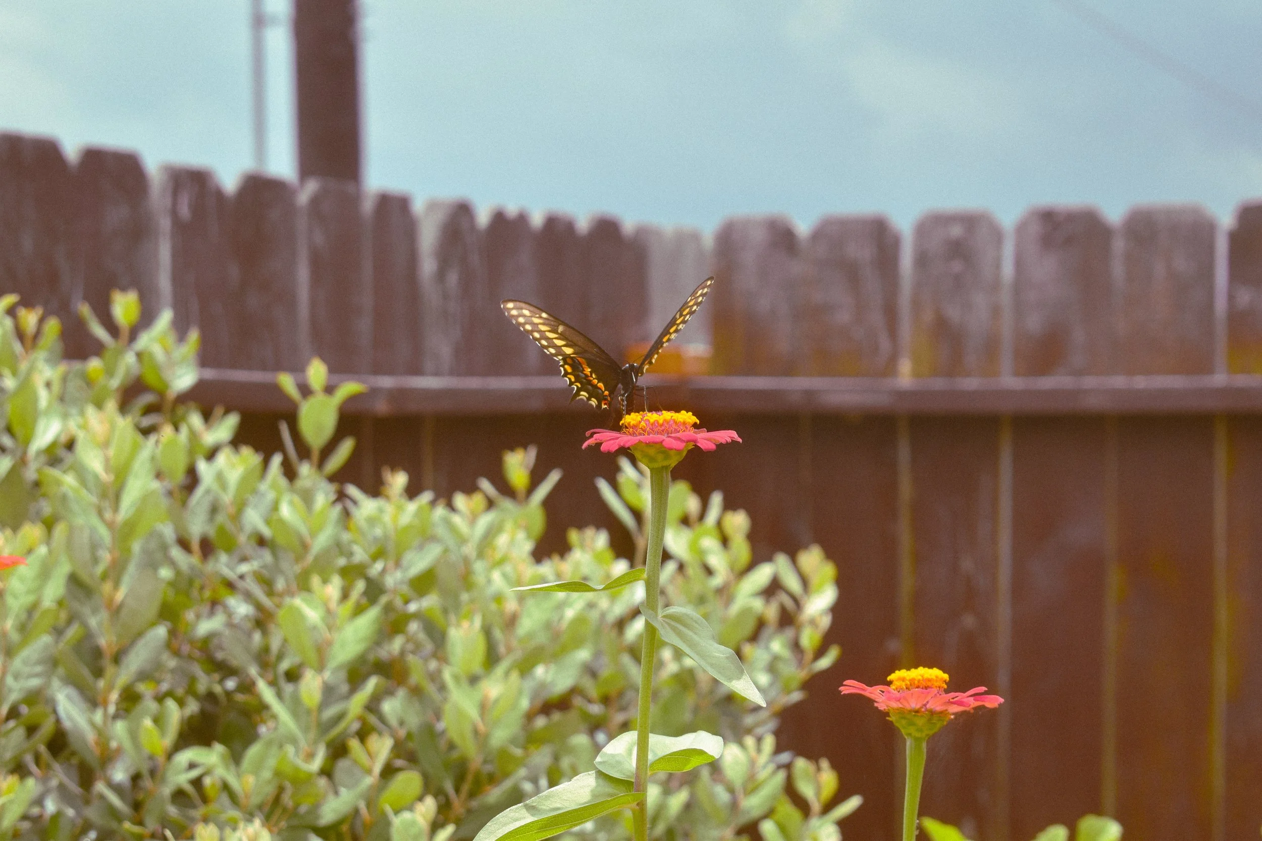 A butterfly perched on a pink and yellow flower in a garden with a wooden fence in the background.
