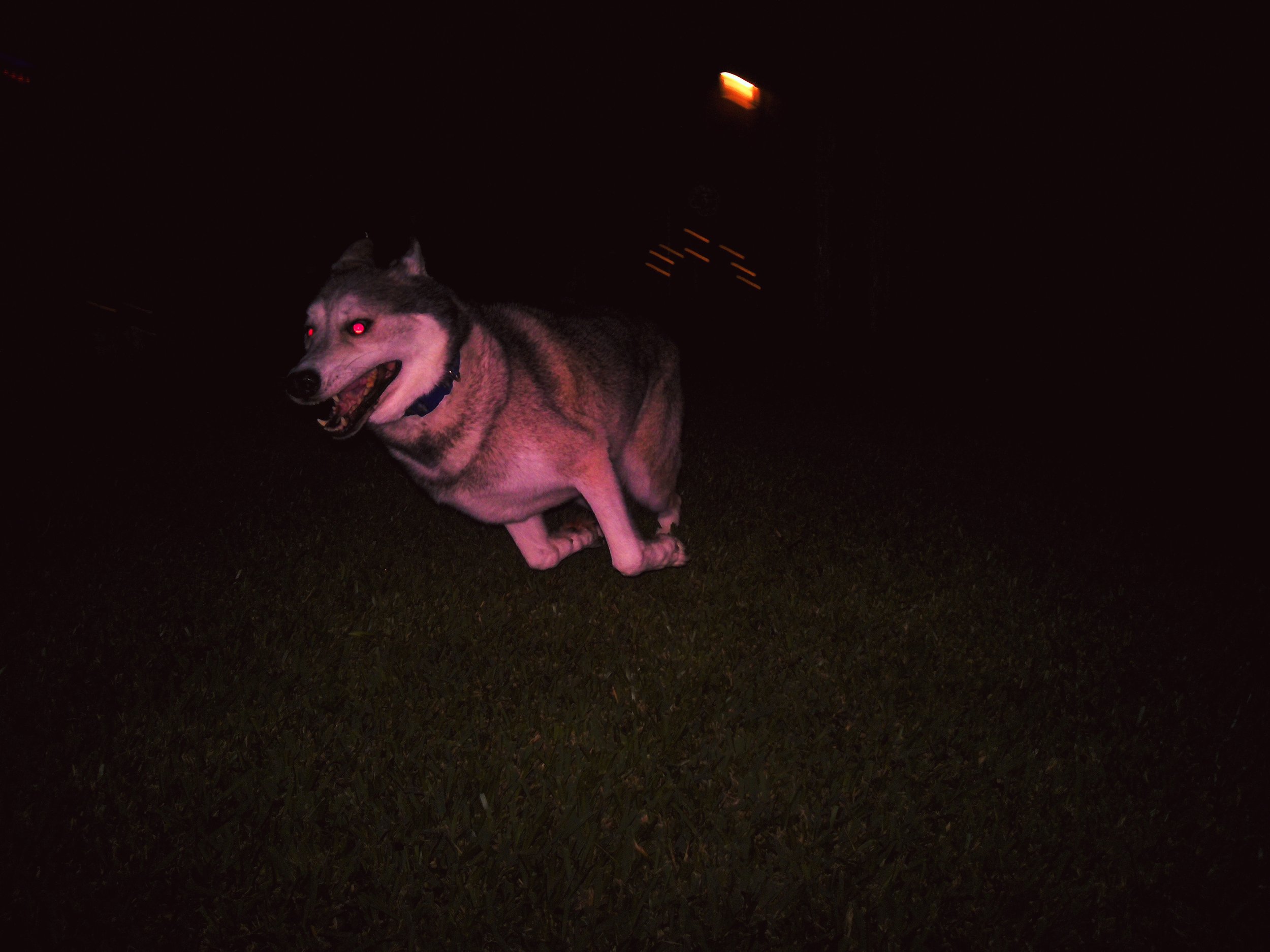 A dog, a Siberian Husky, running at night with glowing eyes, in the dark with some blurred lights in the background.