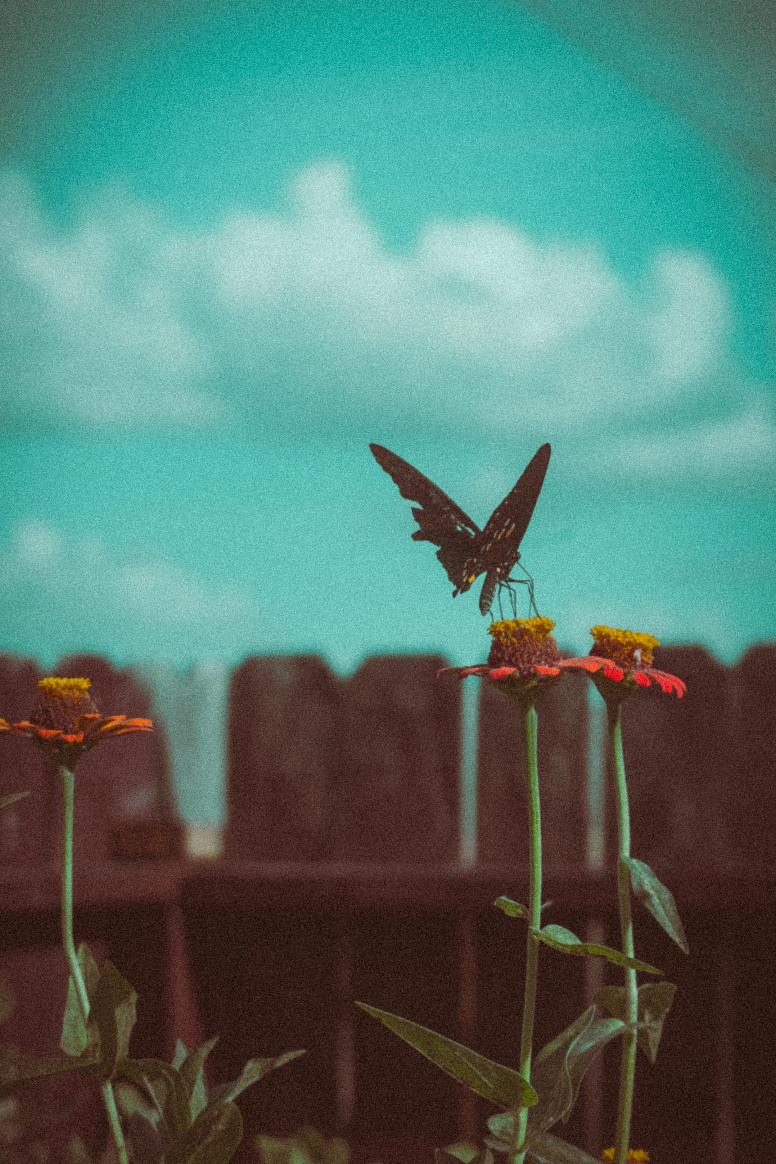 A black butterfly with yellow spots on its wings perched on a small red flower, with more red flowers visible in the background against a teal sky with few clouds.