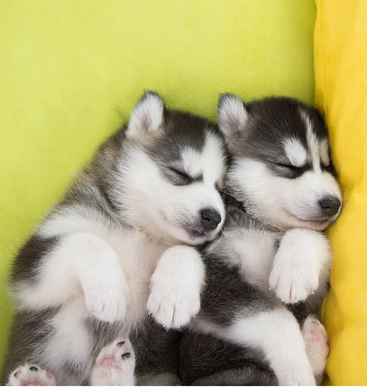 cute-husky-puppies-cute-puppies-41541434-1200-1267.jpg