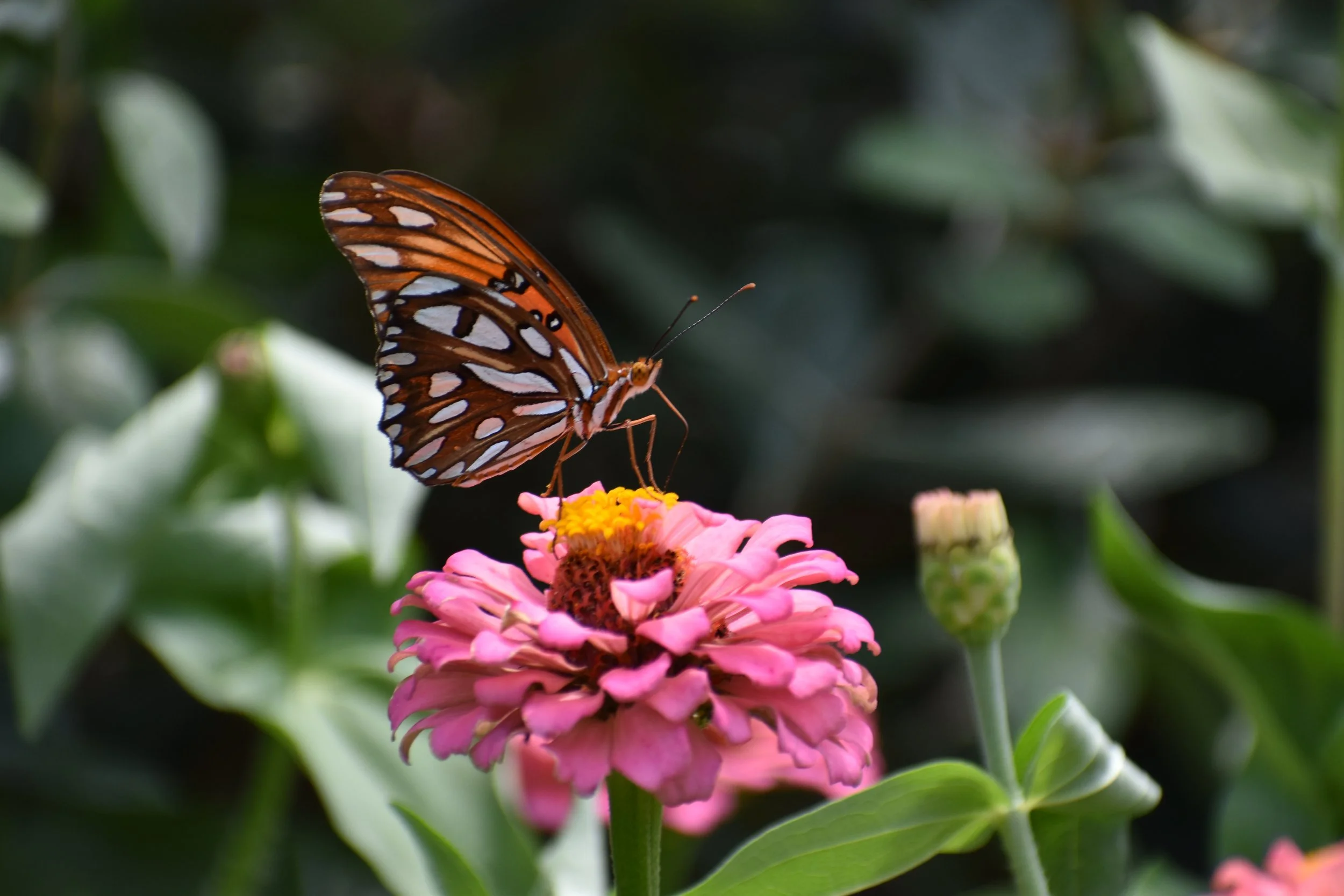 DSC_0296.JPG