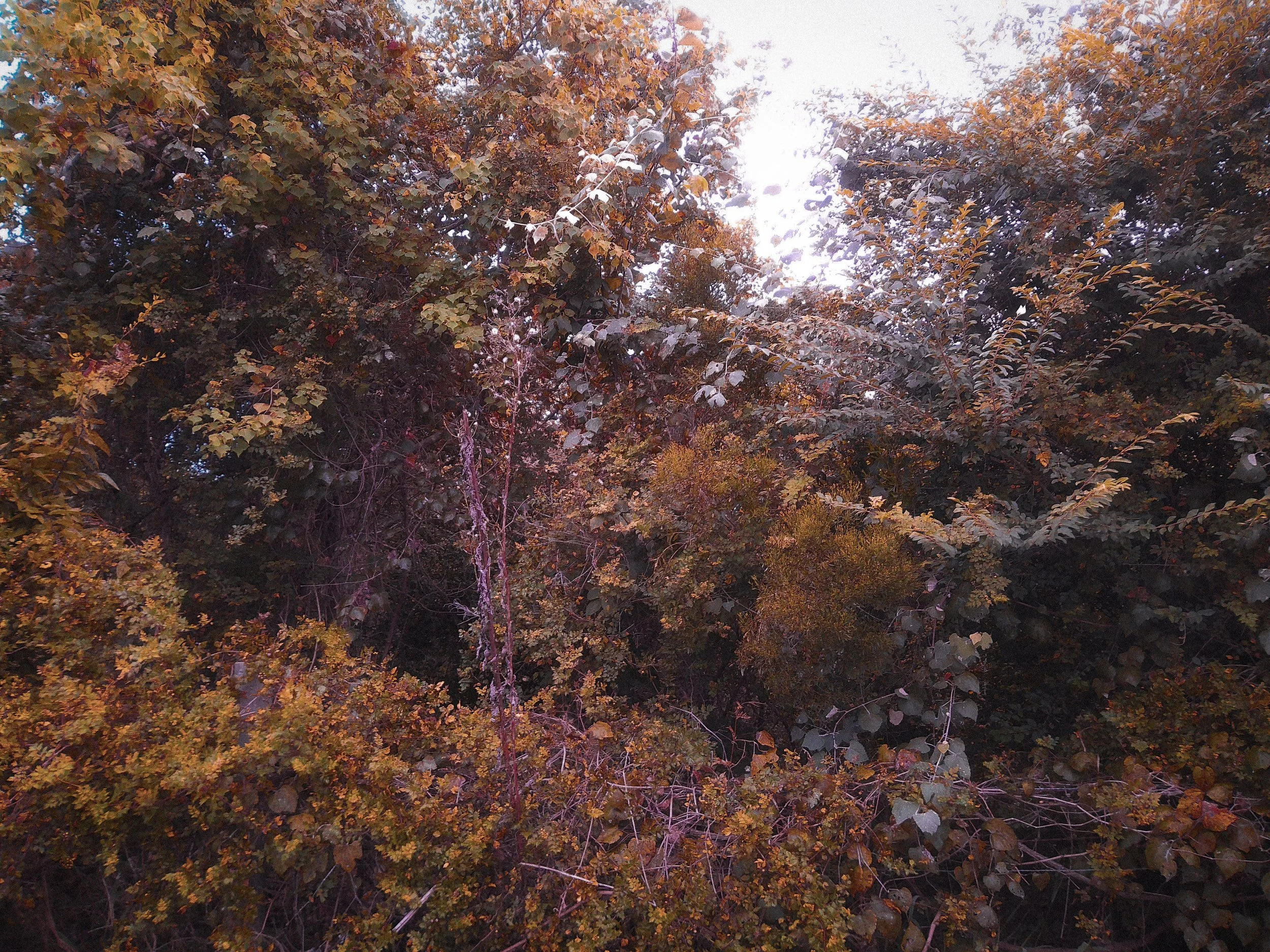 A dense collection of autumn-colored leaves and branches with sunlight shining through the foliage.