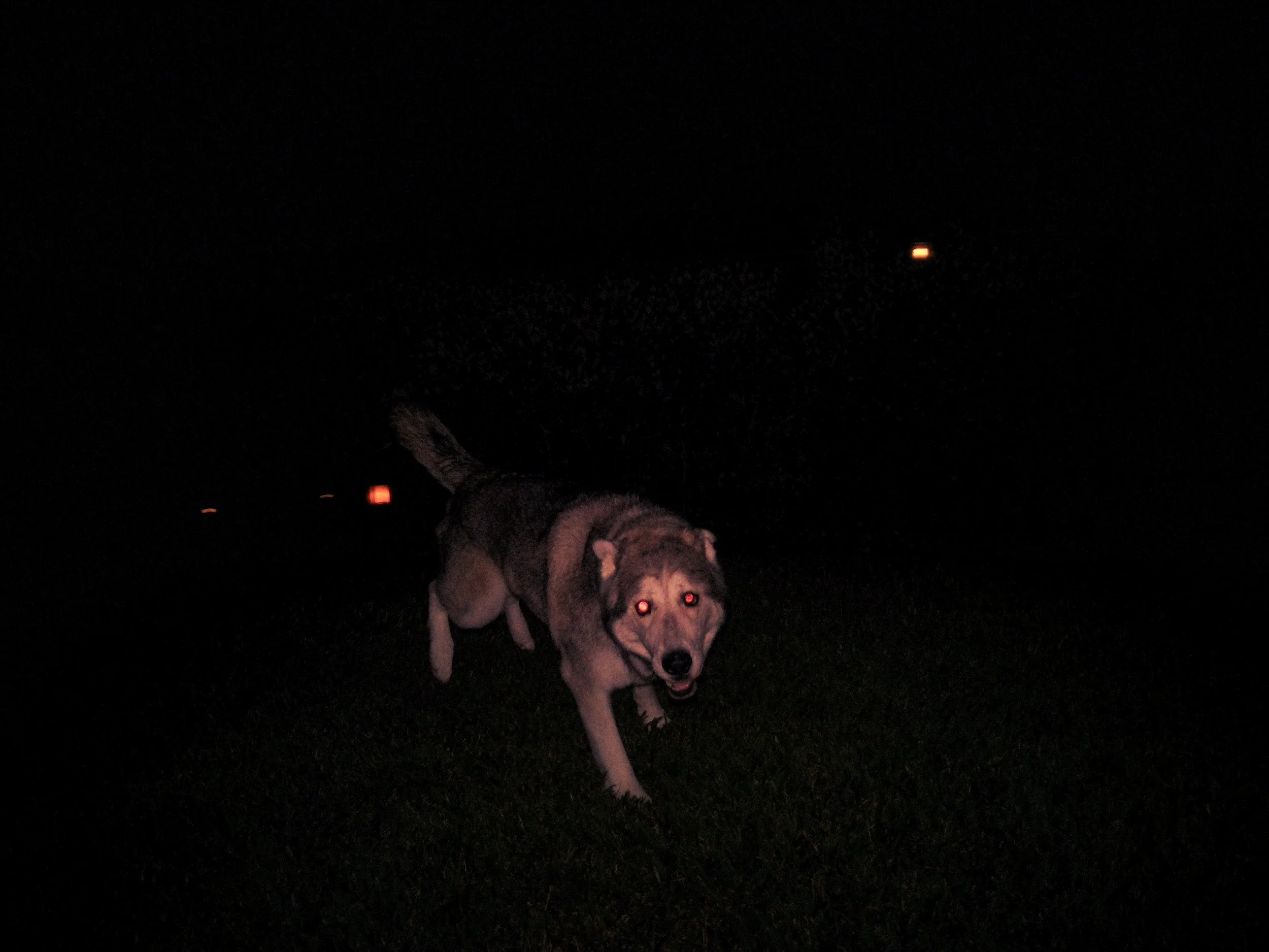 Dog with glowing red eyes running in darkness, illuminated by camera flash.