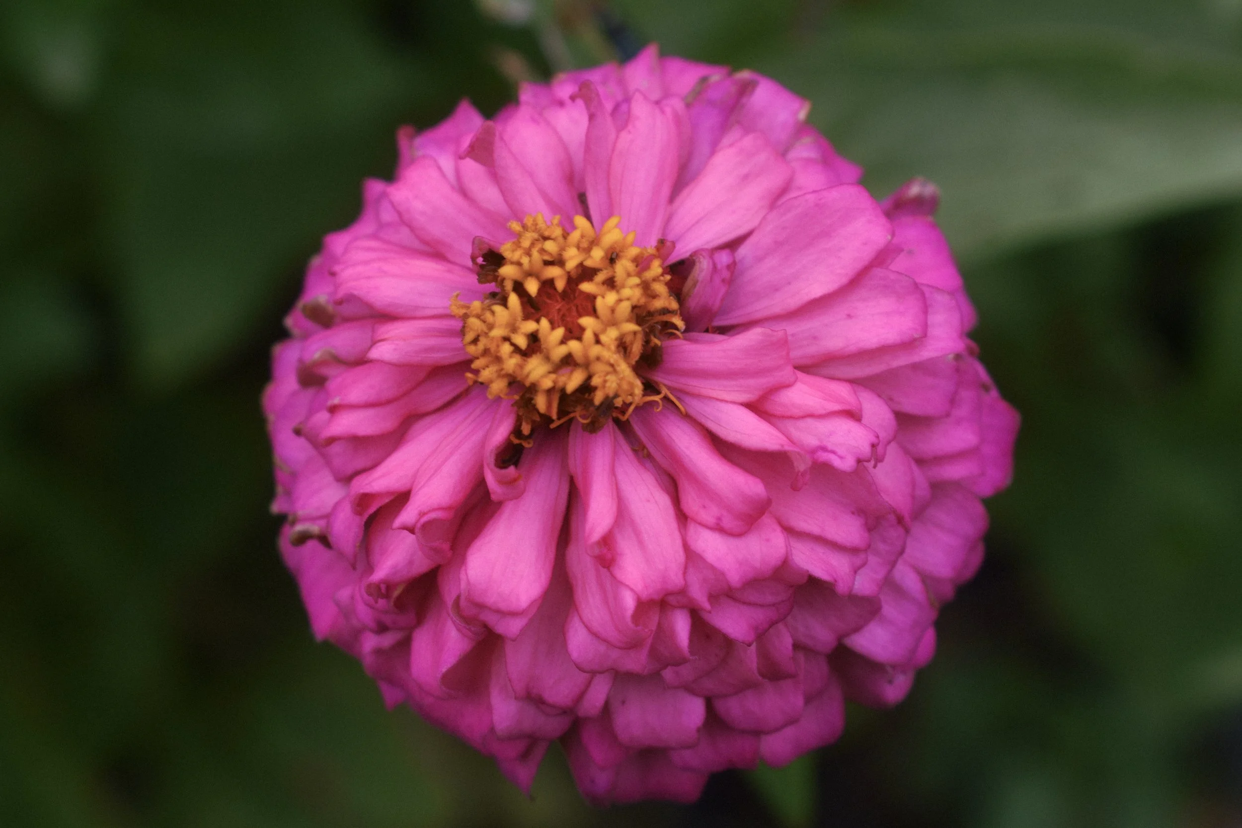 Close-up of a pink zinnia flower with yellow and orange stamens against a blurred green background.