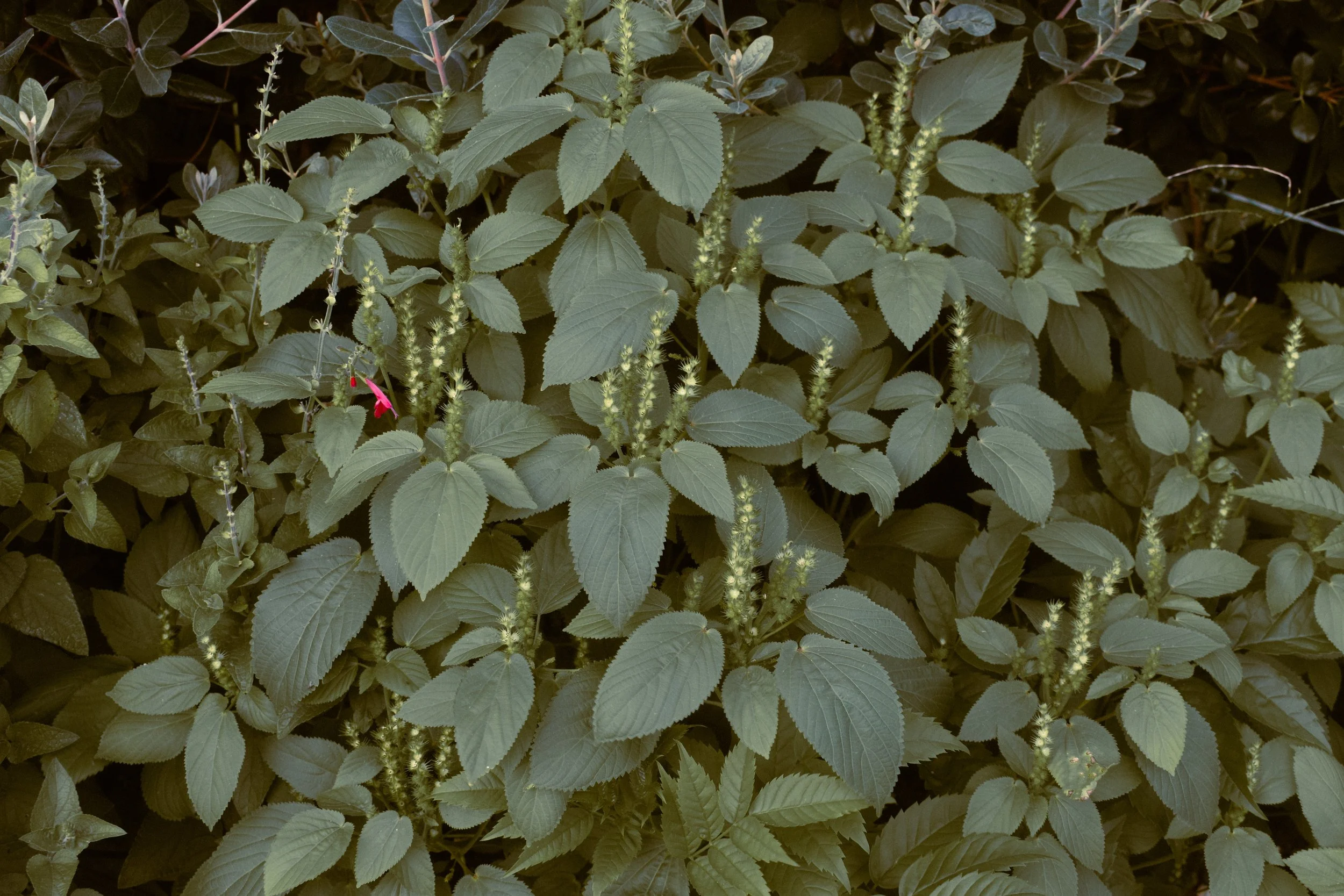 Close-up of green foliage with textured leaves and small flower stalks, with a single pink flower on the left side.