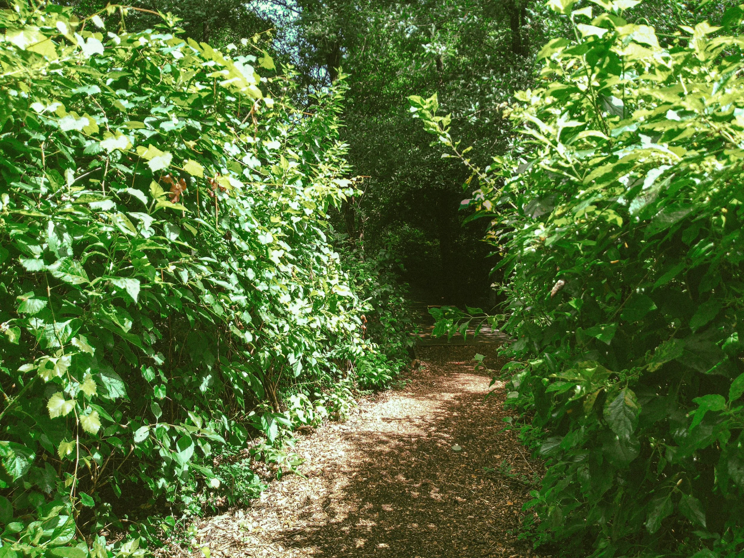 A narrow dirt pathway runs through a dense, green shrub tunnel with sunlight filtering through leaves.